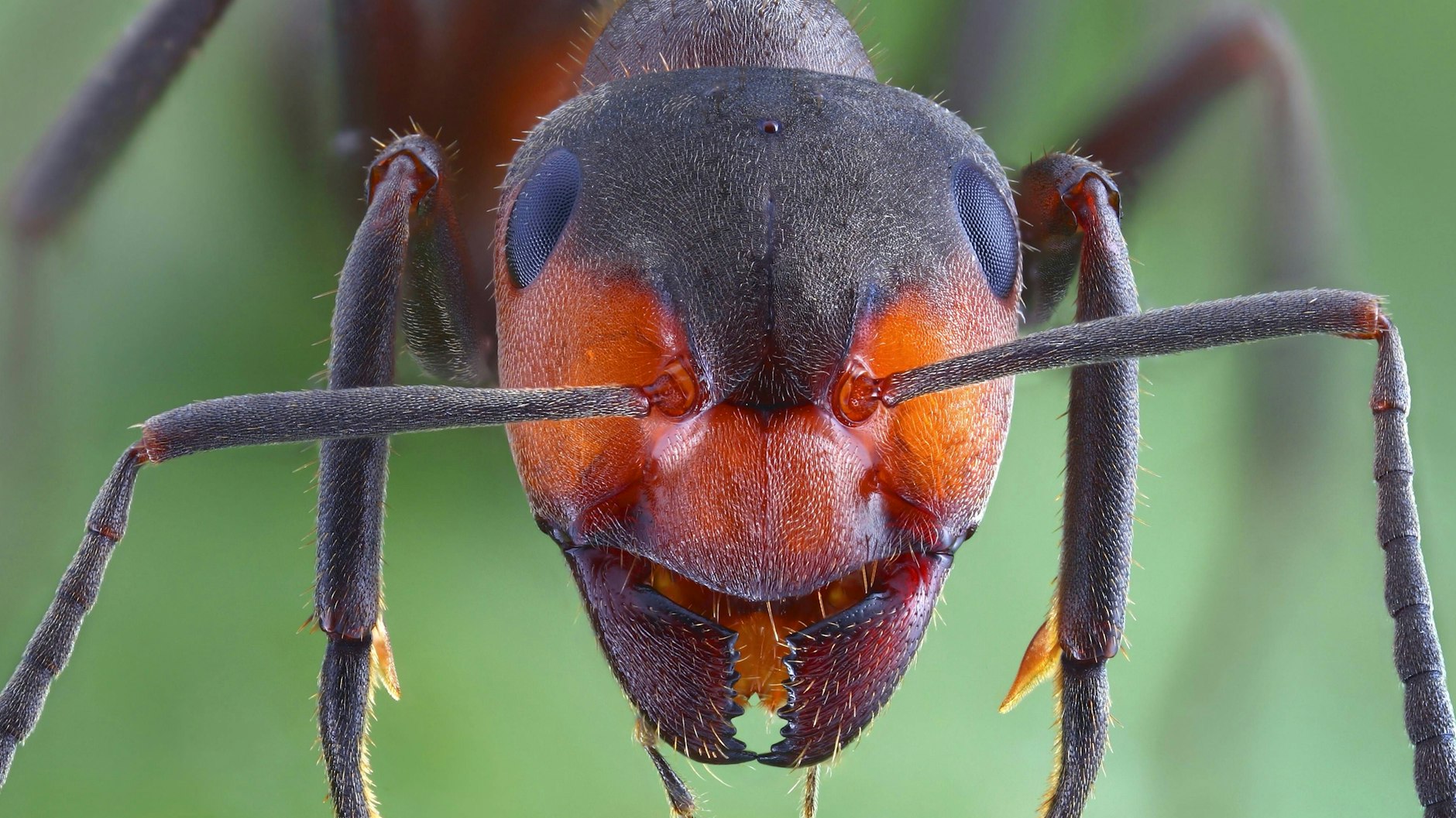 Was weiß diese Große Wiesenameise?