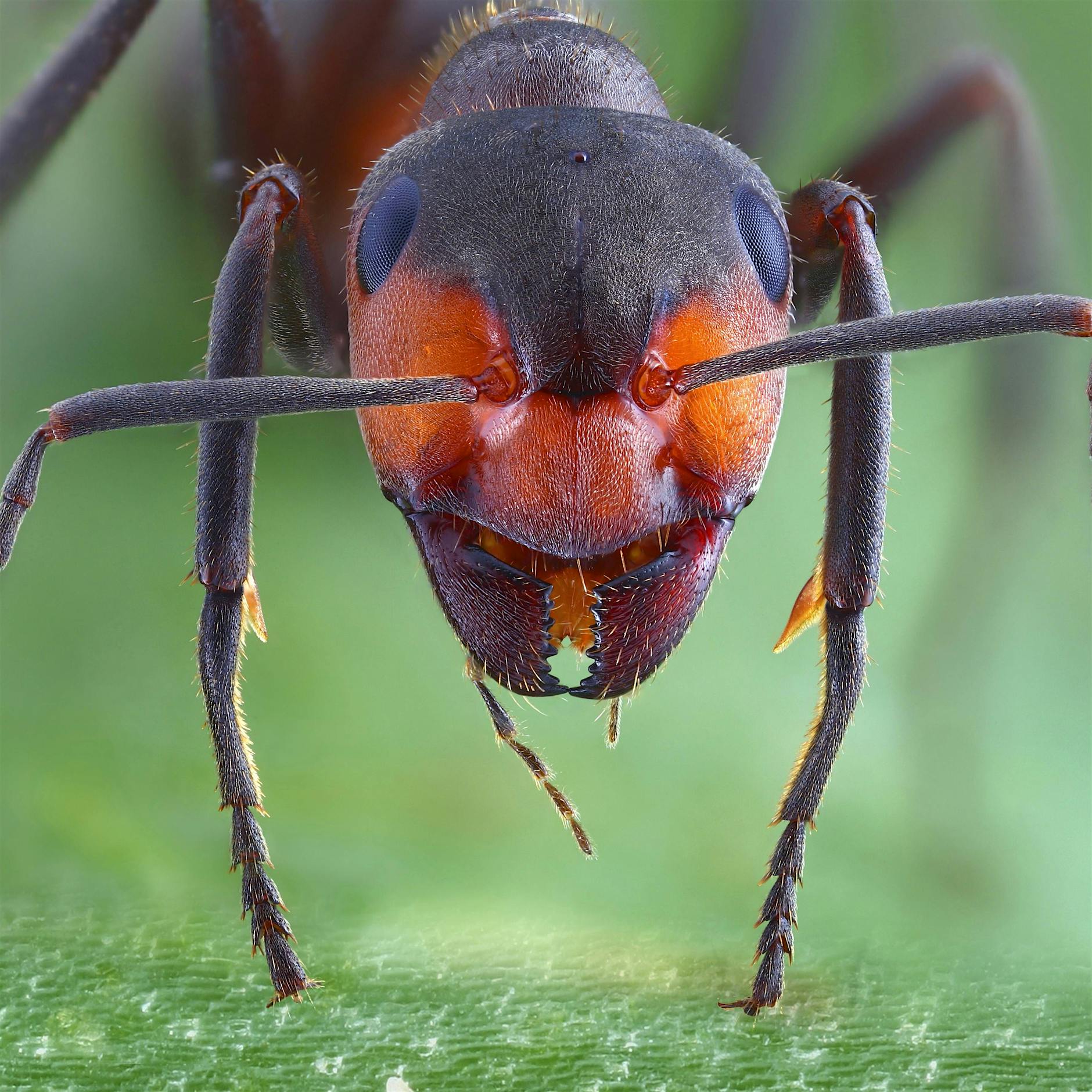 Sprengt lustvoll jede Dimension: „Ameisig“ von Charlie Kaufman