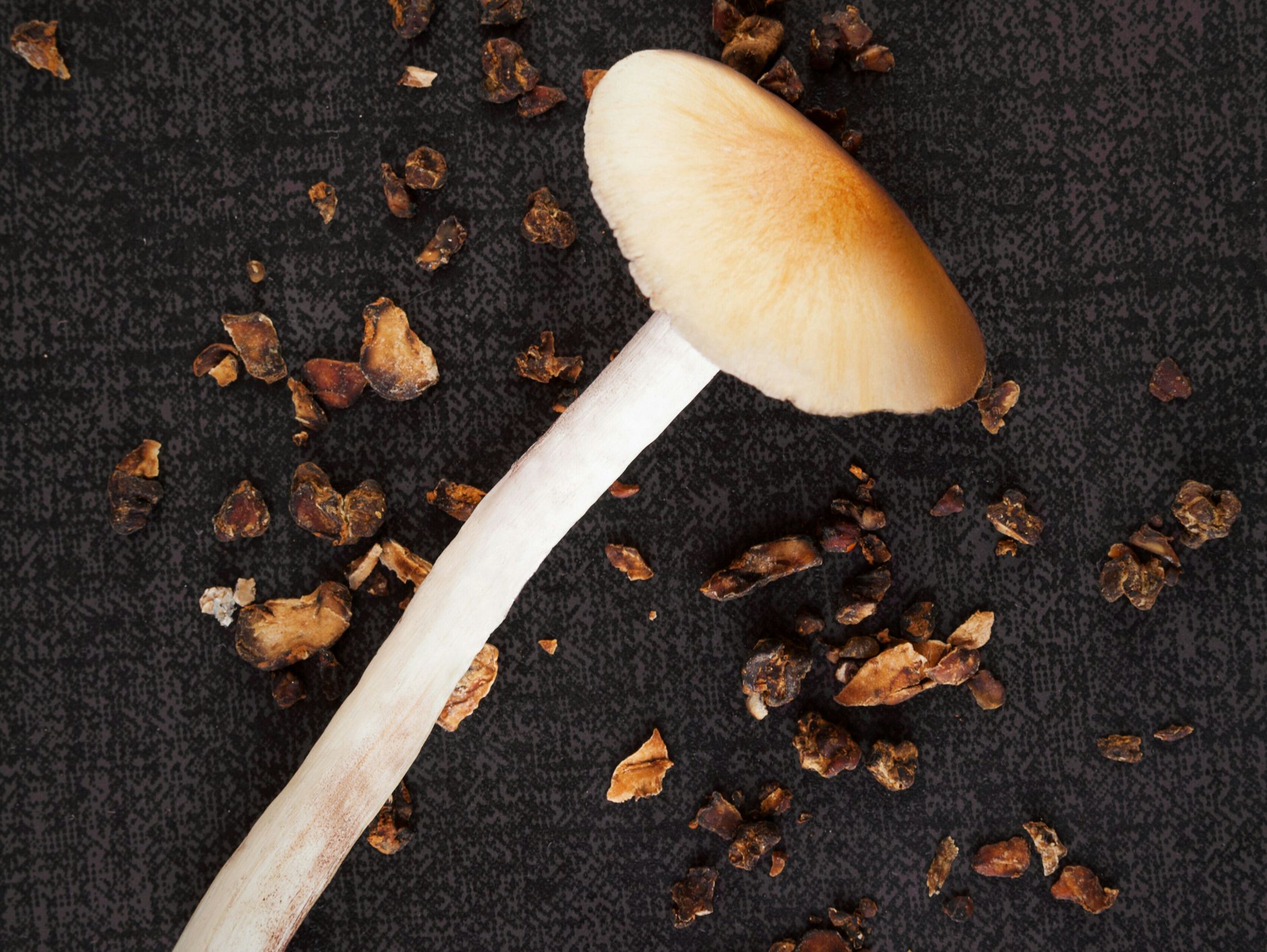 Psychedelische Start-ups liegen weltweit im Trend. Das Unternehmen Atai gehört dazu.