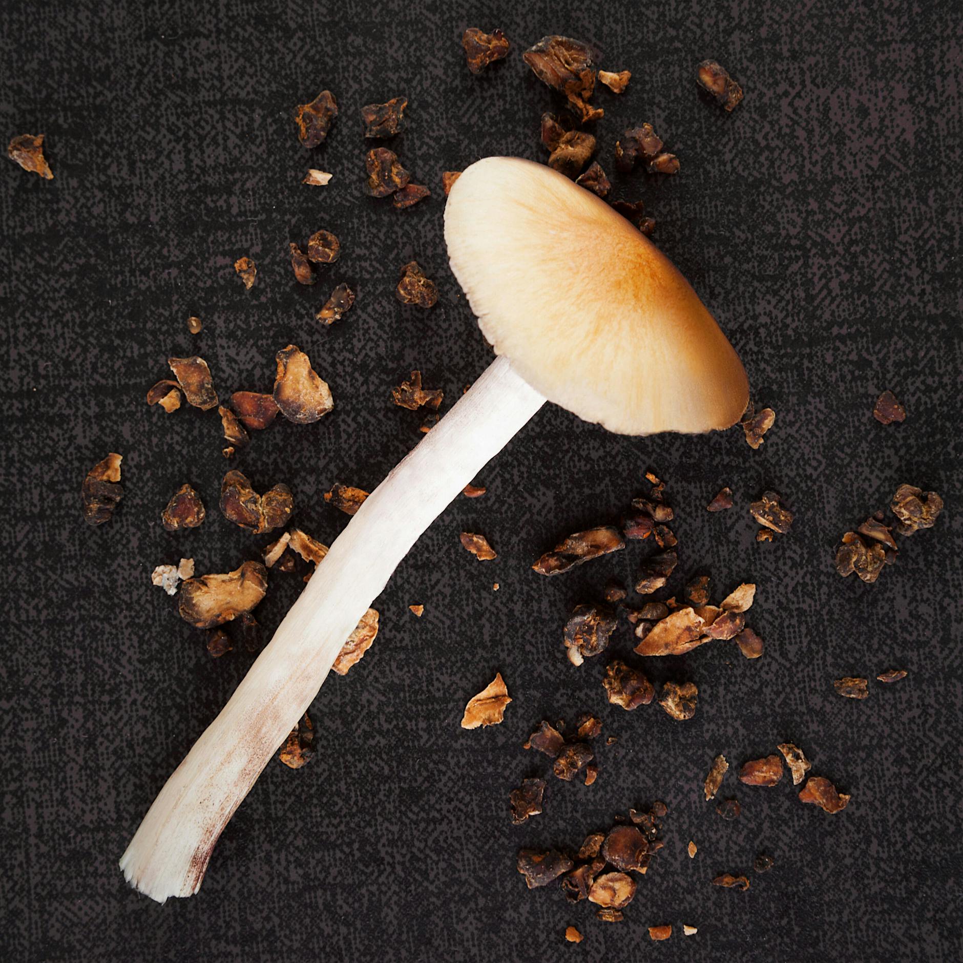 Pilze gegen Depressionen: Start-up Atai aus Berlin will davon profitieren