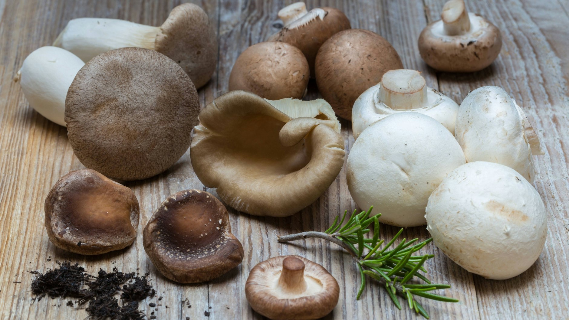 Champignon, Shiitake, Seitling: Viele Pilze kann man auch zu Hause züchten.