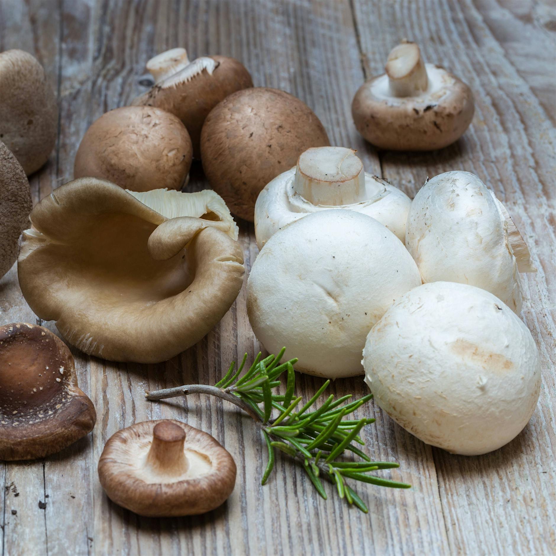 Pilze züchten auf Kaffeesatz: Ein neues Hobby in Corona-Zeiten