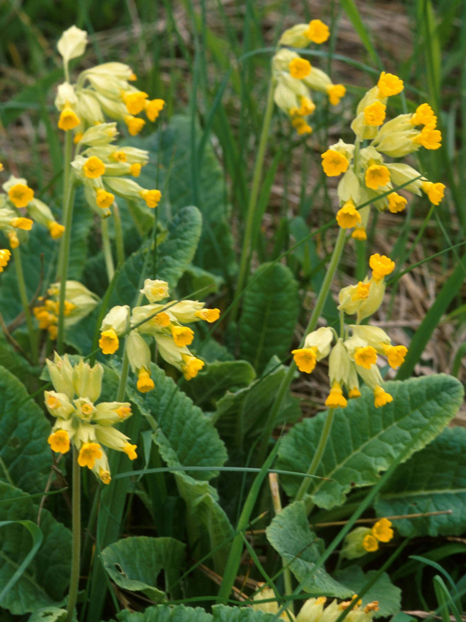 Die Echte Schlüsselblume mag es auch trocken.