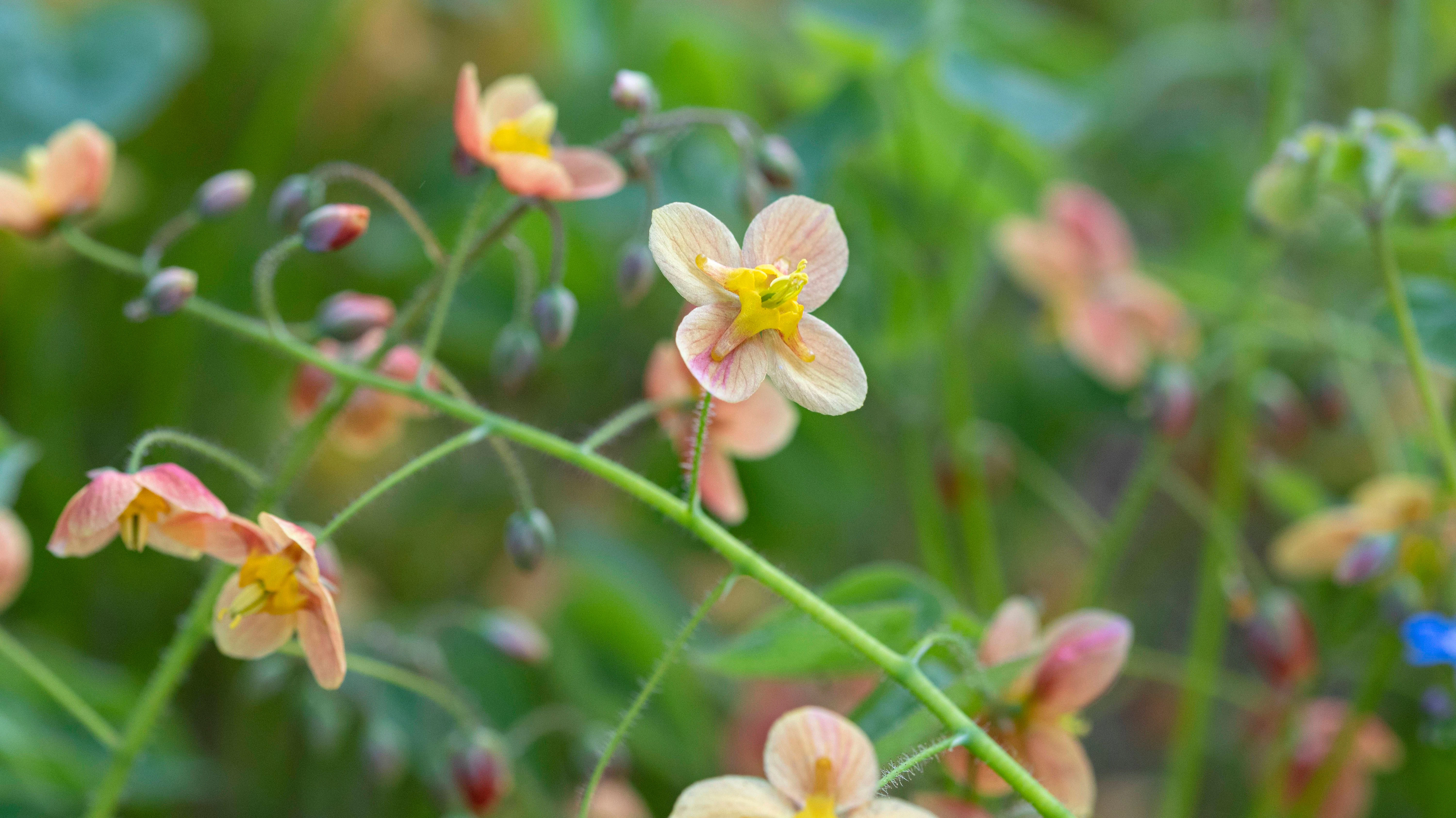 Ihr Name verweist auf die Farbe: die anmutige Warley-Elfenblume „Orangekönigin“.