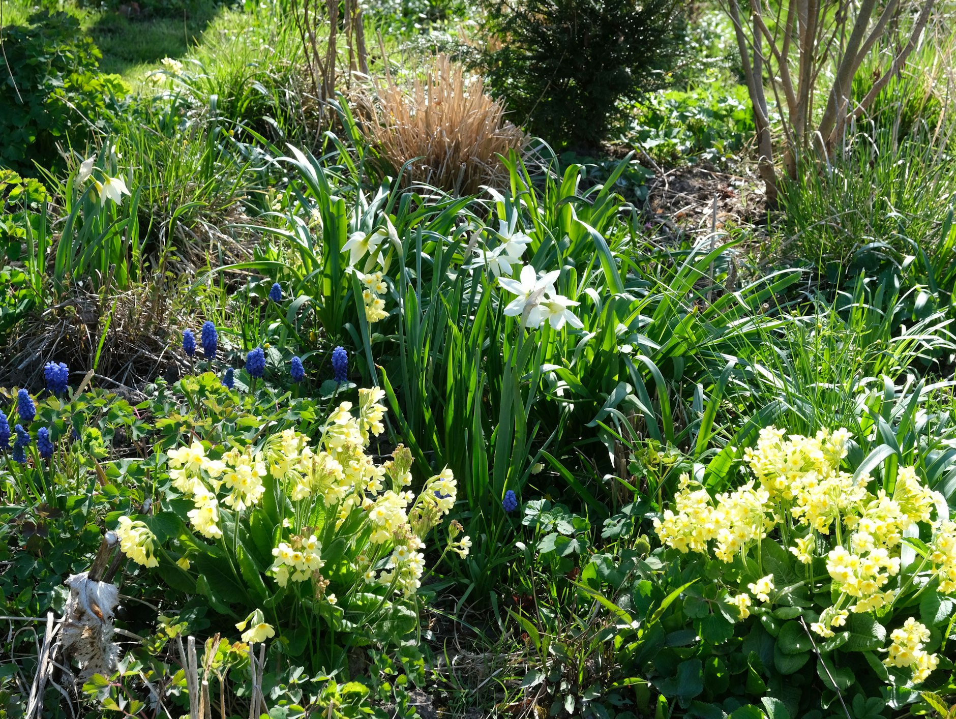 Frühlingsboten dicht an dicht: ein blühfrischer Garten-Schnappschuss unseres Kolumnisten.