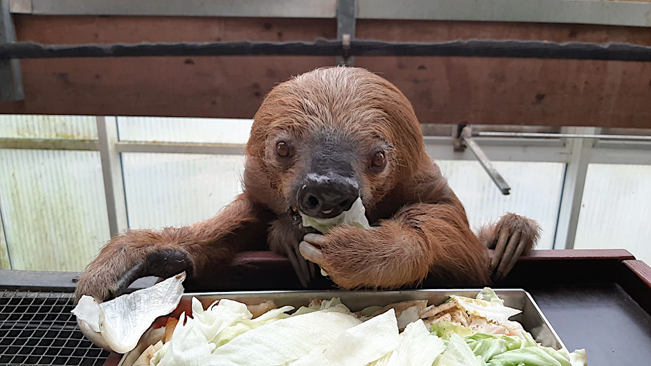 Guten Appetit und alles Gute: Faultier Jan beim Essen.