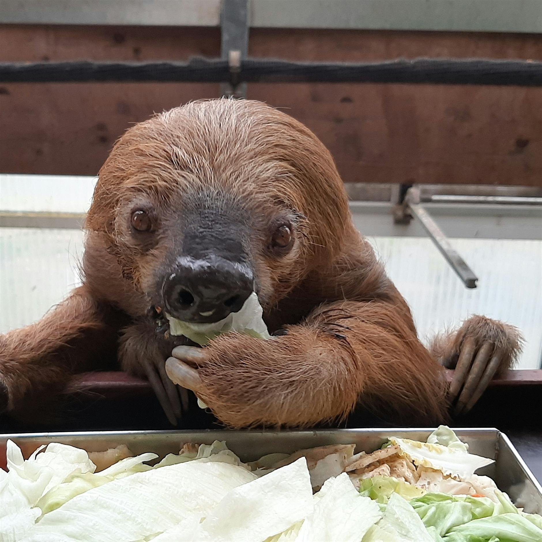 Doch schon 51: Ältestes Faultier der Welt wird auch nicht jünger