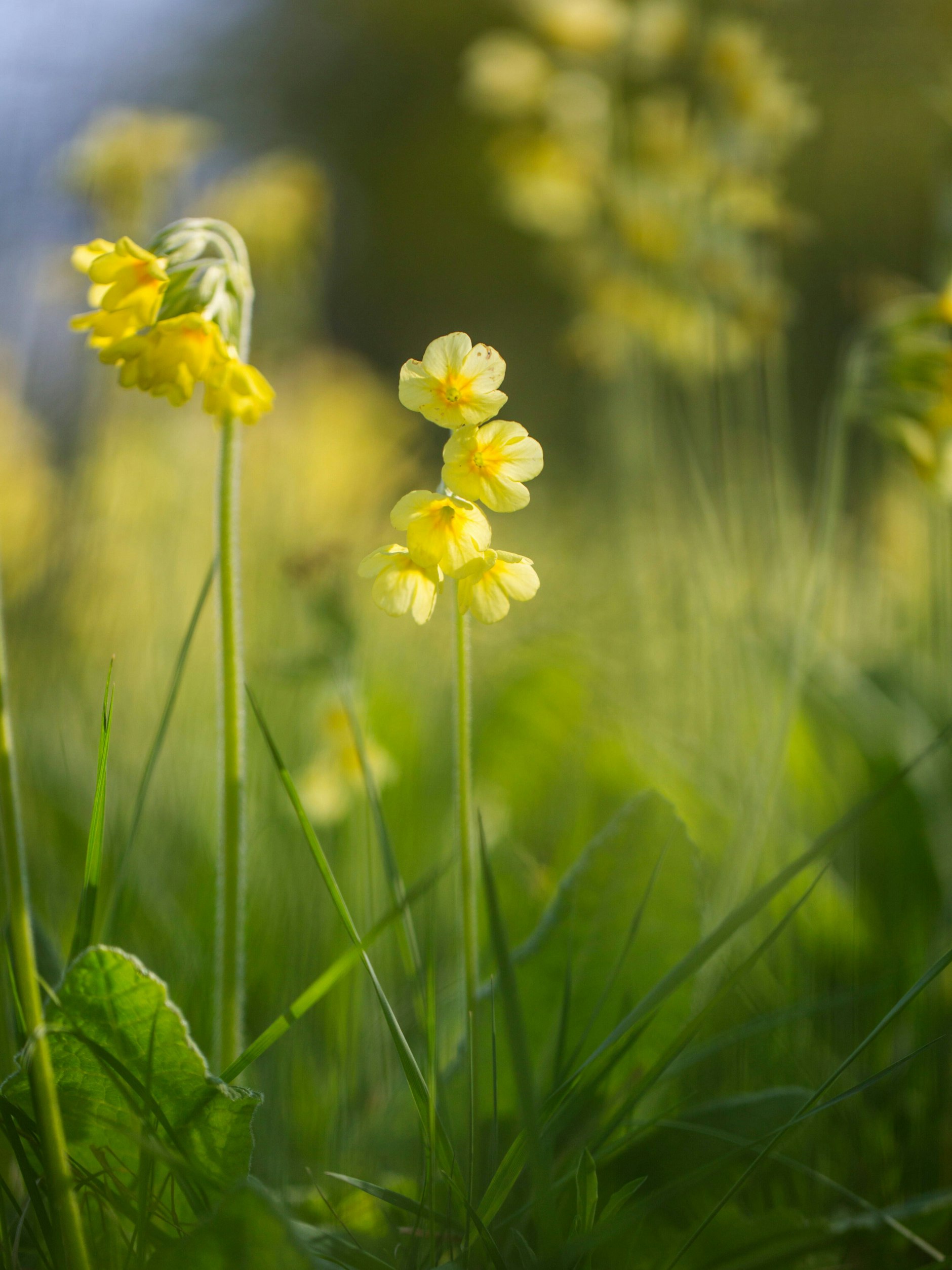 Ragen wie kleine Periskope aus dem Gras: Die Hohe Schlüsselblume blüht schwefelgelb.