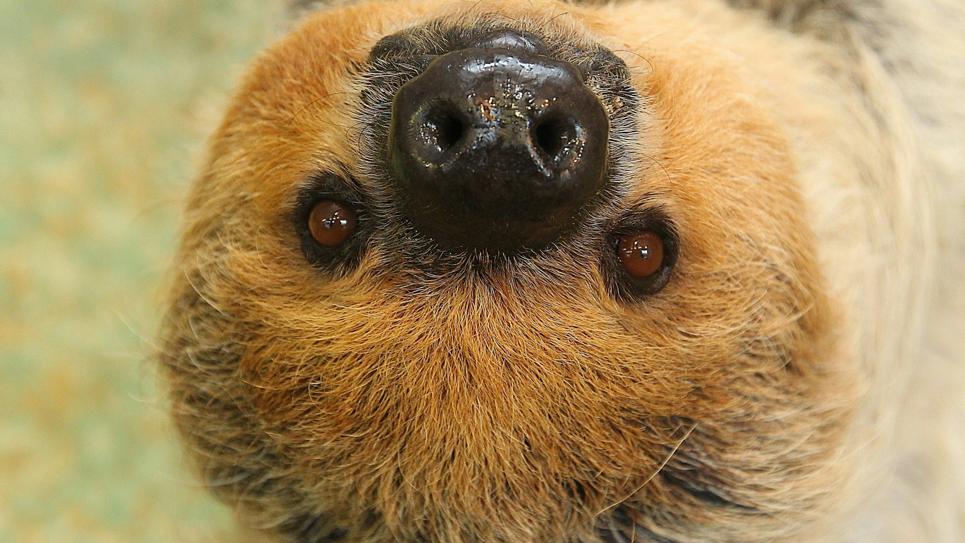 Sie war lange Rekordhalterin und starb im August 2020: Zweifinger-Faultier Paula aus Halle.