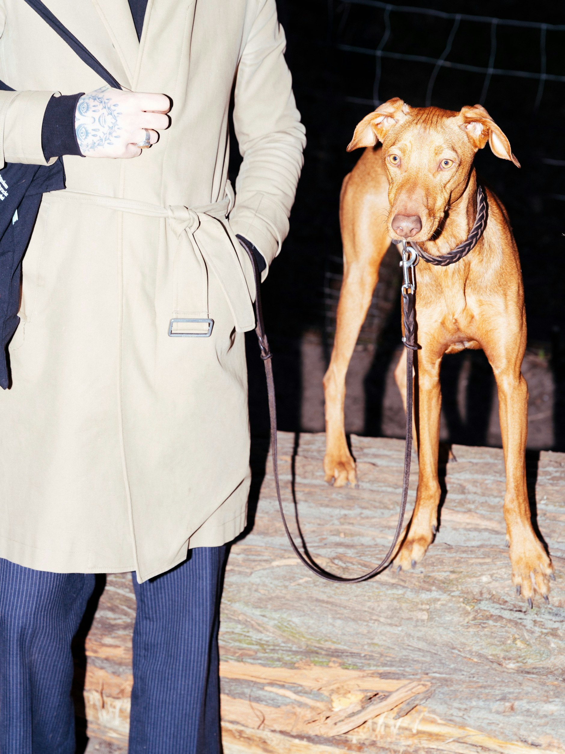 Fridolin, ein junger Podenco Canario, blickt an der Kamera vorbei. Fridolin kommt aus Spanien und wurde mittels eines Programms des Tierschutzes gerettet.&nbsp;