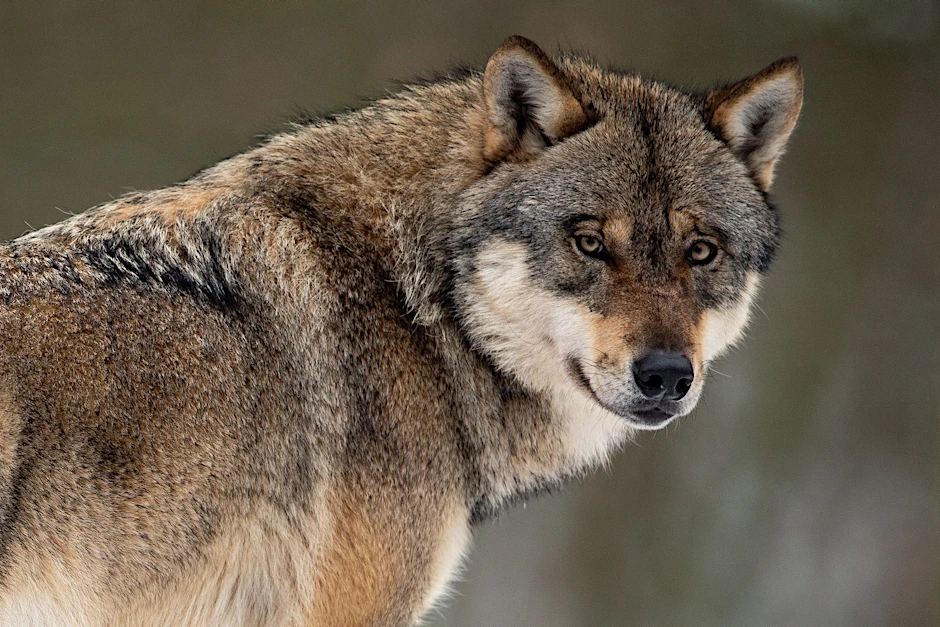 Der Wolf erfreut sich einer hohen Akzeptanz in Deutschland.