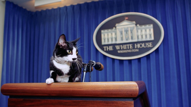 Bidens holen sich jetzt auch eine Katze ins Weiße Haus