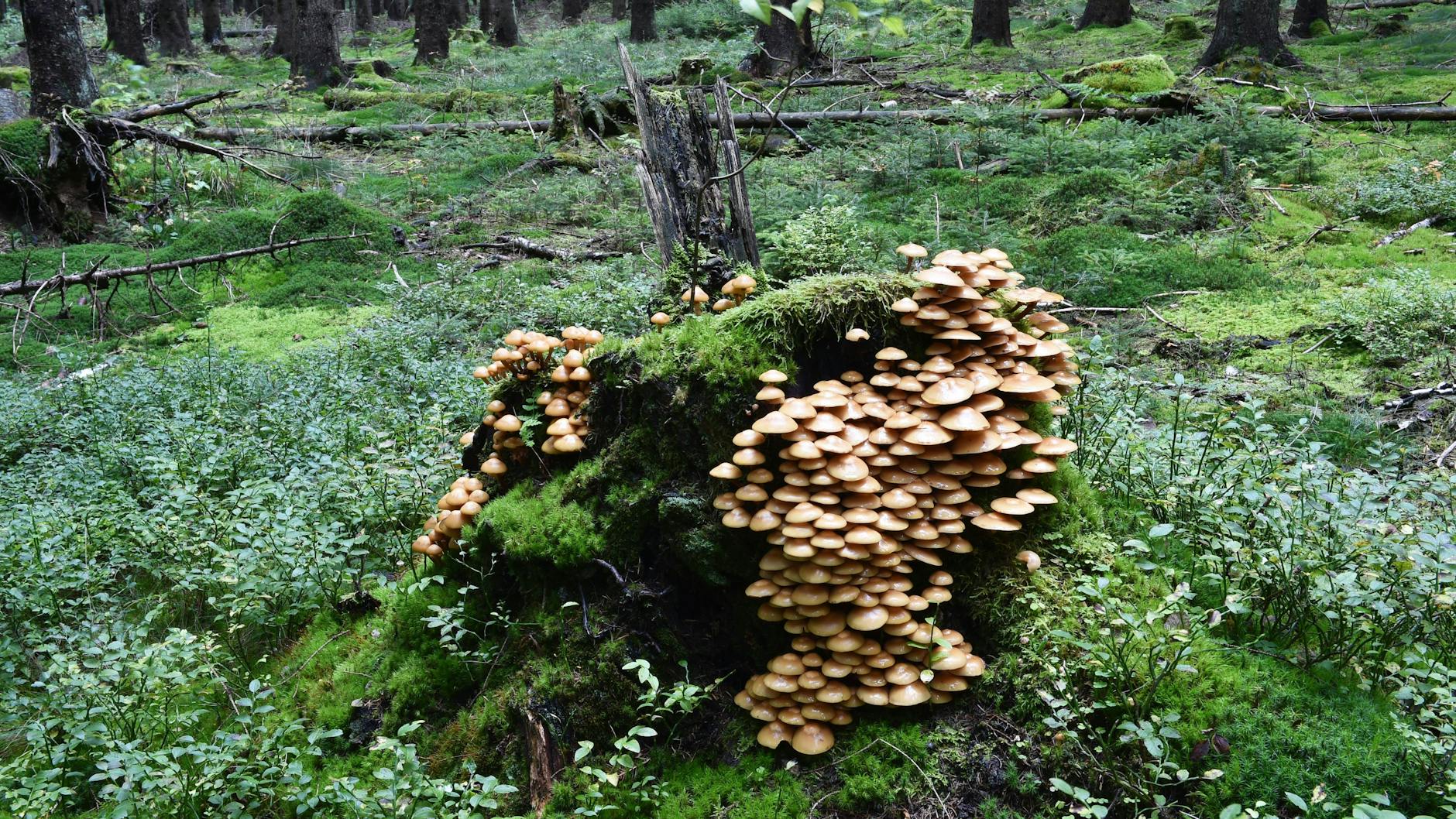 Biologische Heavyweights: Pilze machen auf unserem Planeten sechsmal mehr Biomasse aus als alle Tiere.