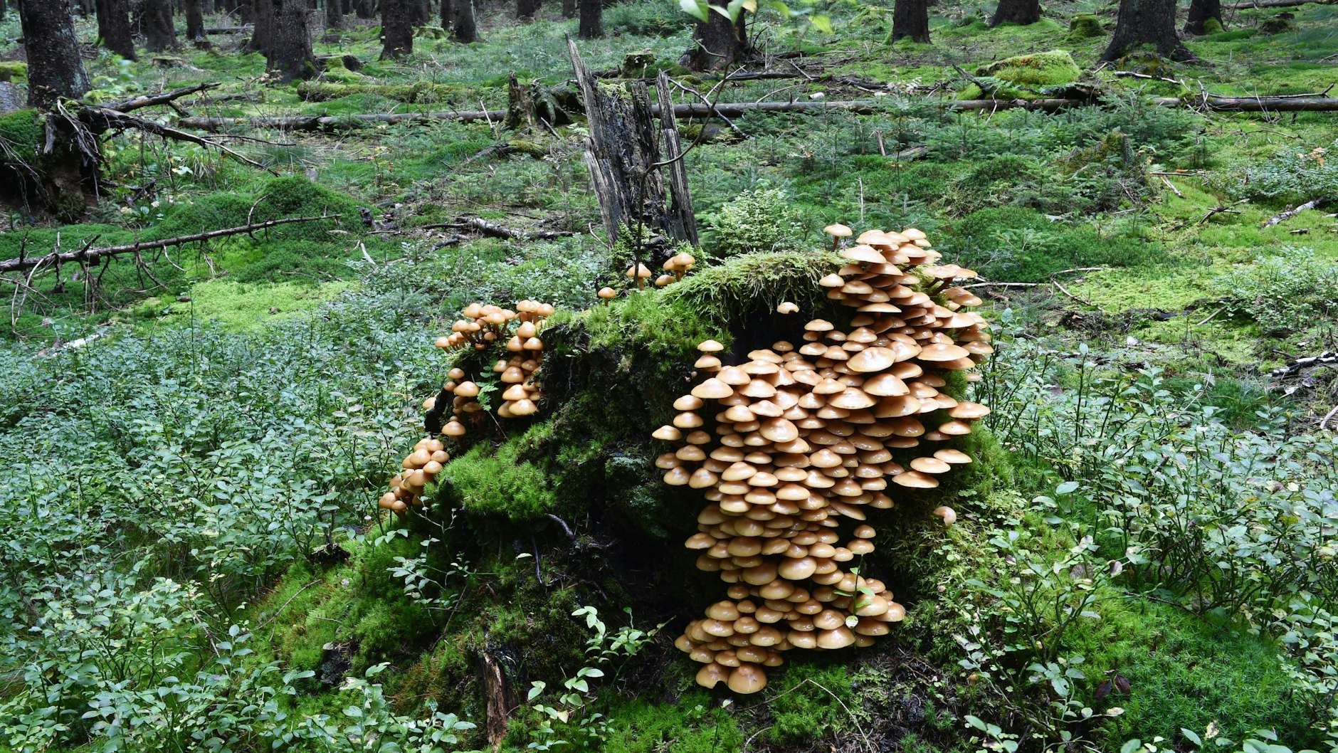 Biologische Heavyweights: Pilze machen auf unserem Planeten sechsmal mehr Biomasse aus als alle Tiere.