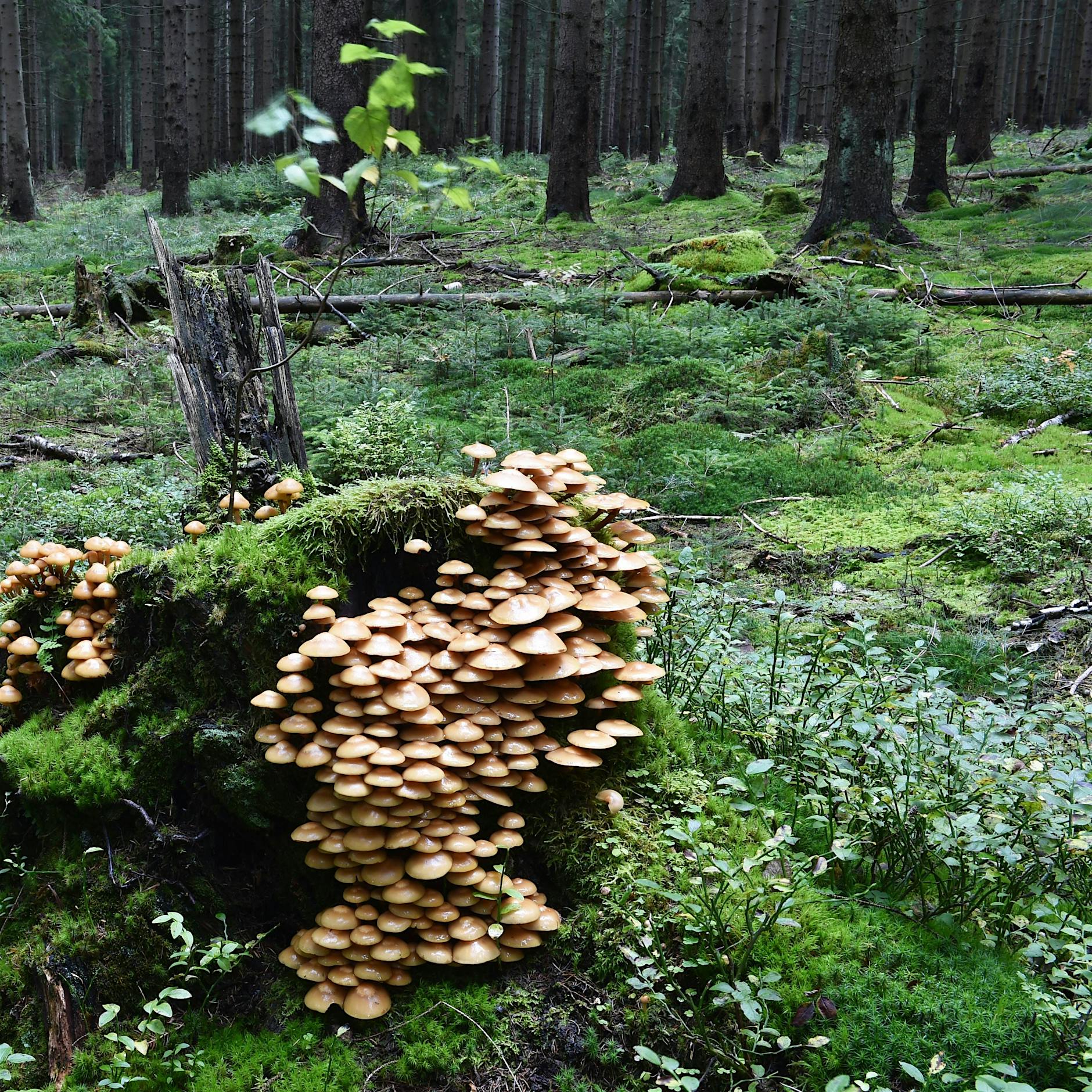 Mit Gefühlen und Gehirn: Auch Pflanzen sind nur Menschen