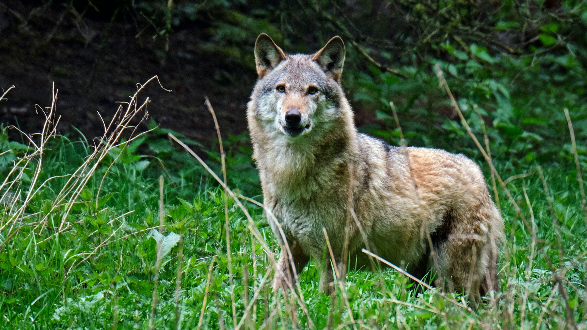 Ein Europäischer Wolf spitzt die Ohren (Symbolbild).