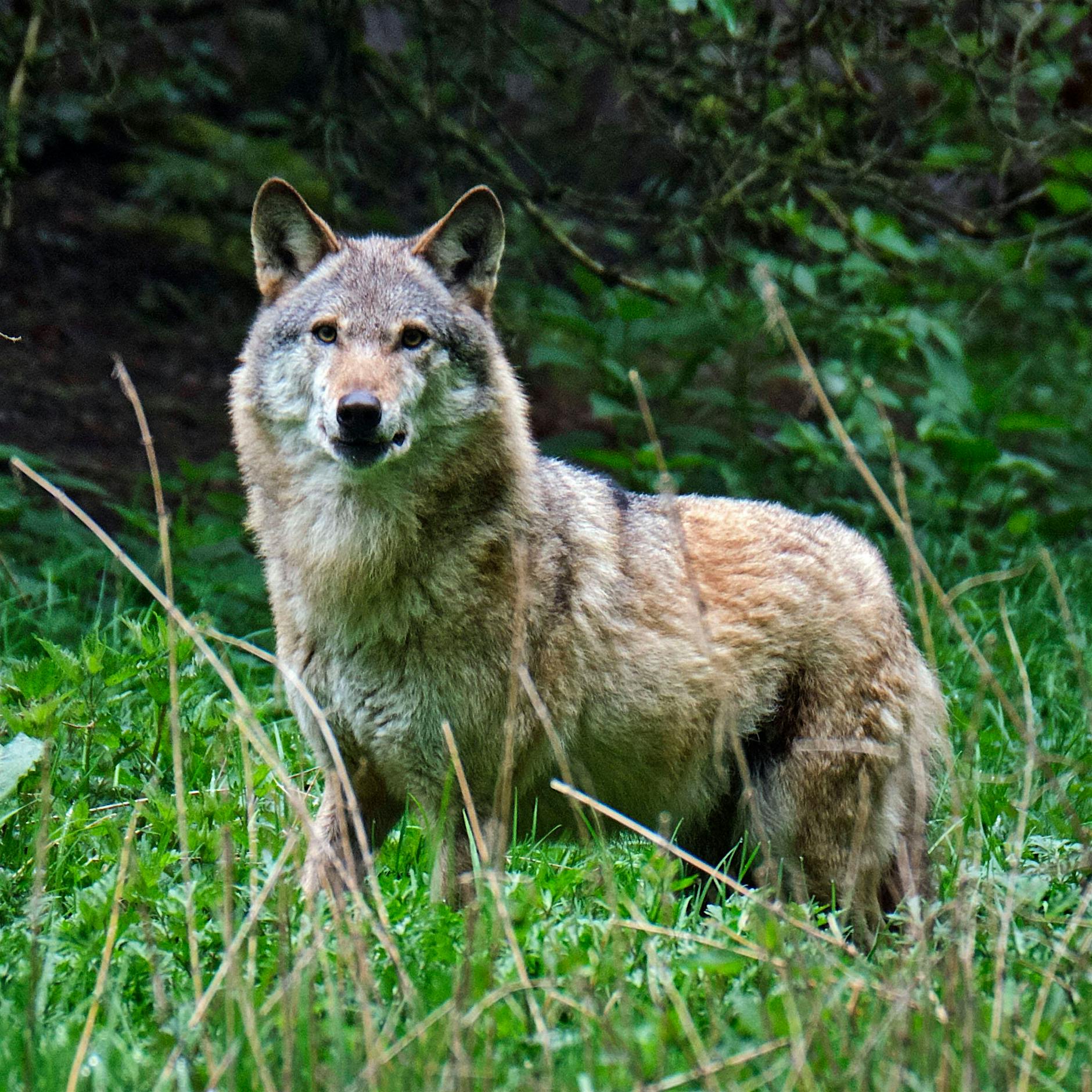 Autofahrer überfährt Wolf bei Königs Wusterhausen