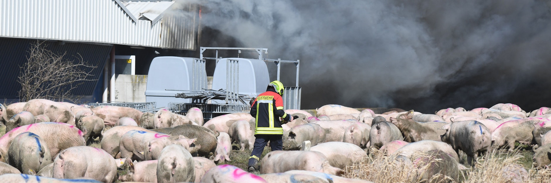 Das verheerende Feuer war in einem großen Schweinezuchtbetrieb in Alt Tellin im Landkreis Vorpommern-Greifswald Ende März ausgebrochen.