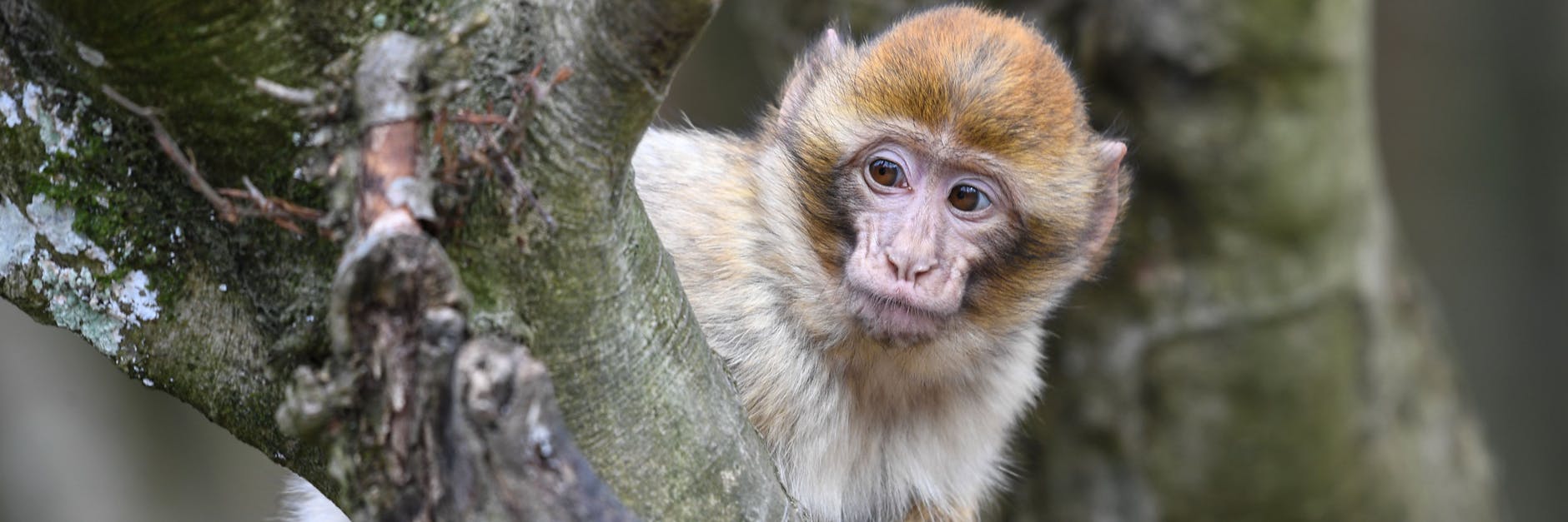 Ein Berberaffen-Jährling sitzt im Freigehege Affenberg in Löffingen (Baden-Württemberg) auf einem Ast.