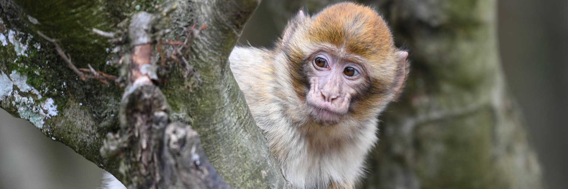Ein Berberaffen-Jährling sitzt im Freigehege Affenberg in Löffingen (Baden-Württemberg) auf einem Ast.