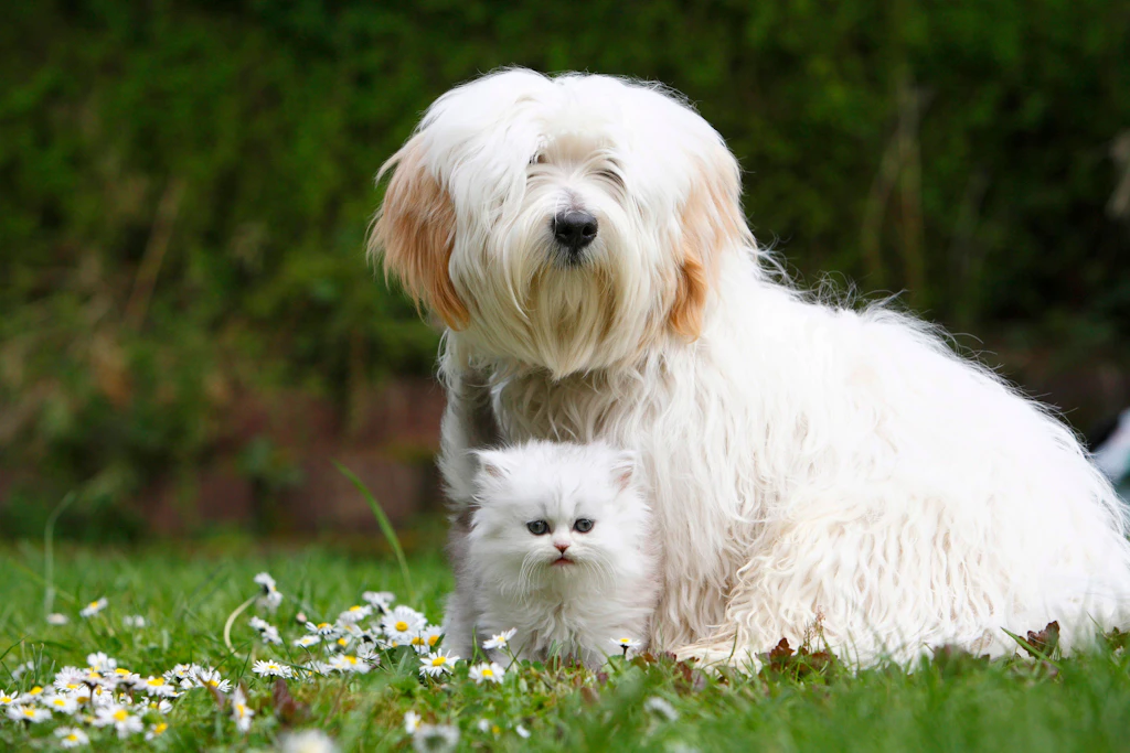 Gefahren des Frühlings: Hunde- und Katzenhalter aufgepasst