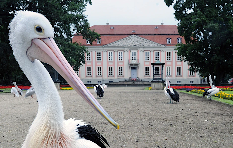 Der Tierpark Berlin mit dem Schloss Friedrichsfelde: Trotz Corona werden in dem Tierparadies neue Projekte gemeistert.
