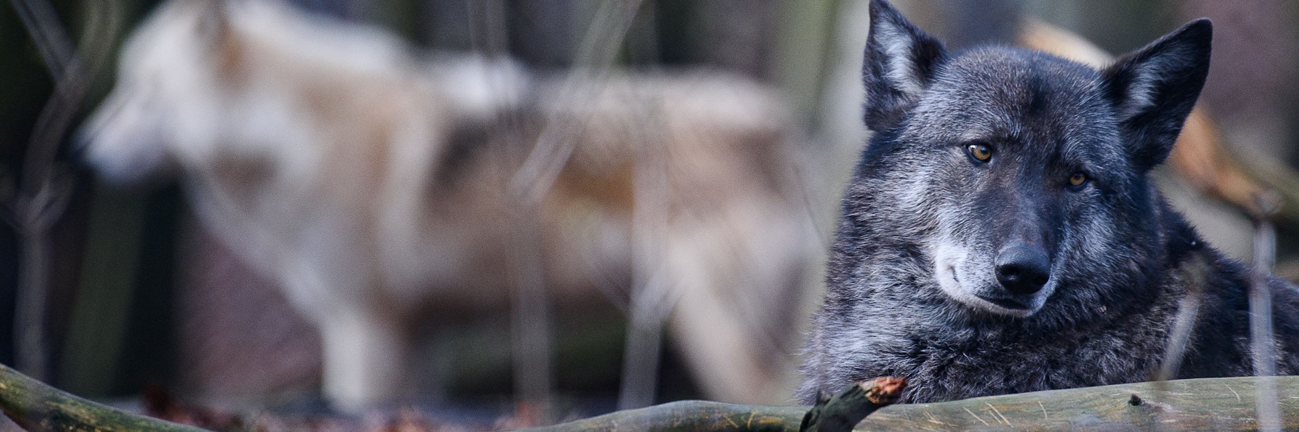 Die beiden Wolfshybriden Ronja (r.) und Raik stehen in einem Gehege im Alternativen Bärenpark Worbis.