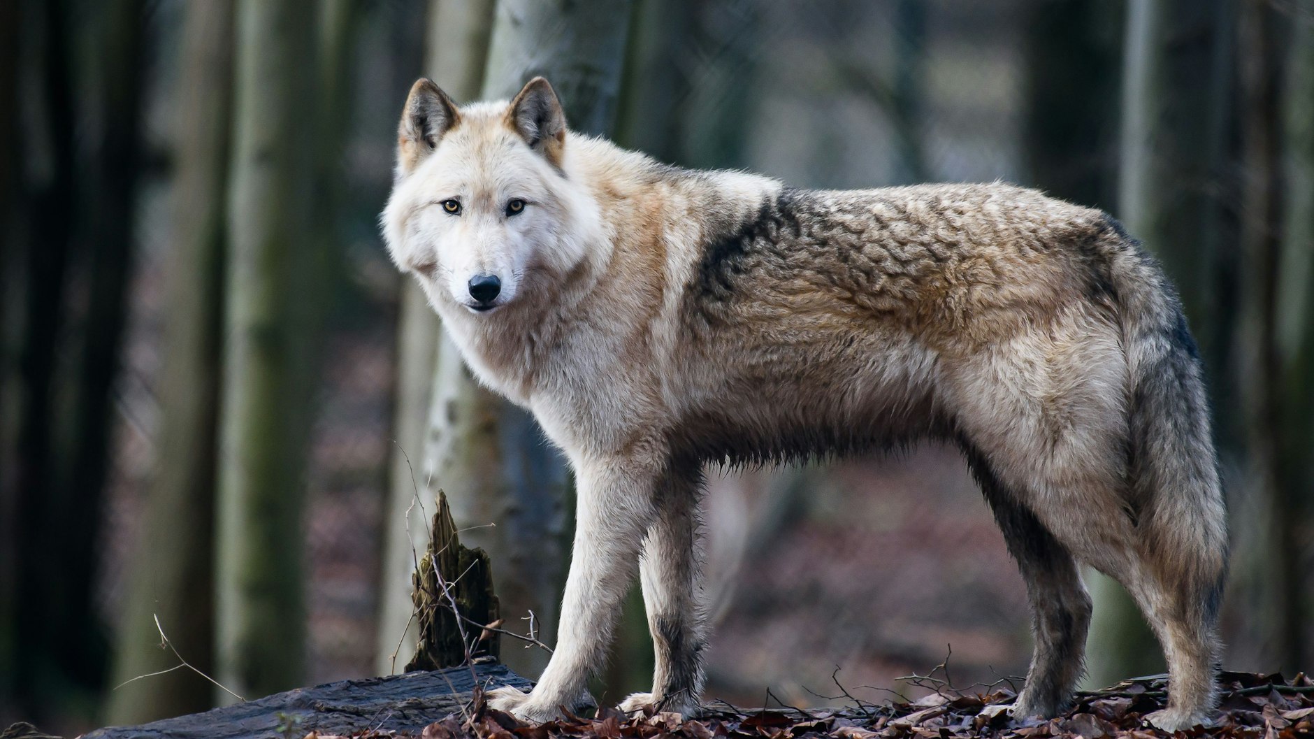 Ein „unechter“ Wolf: Der Wolfshybride Raik.