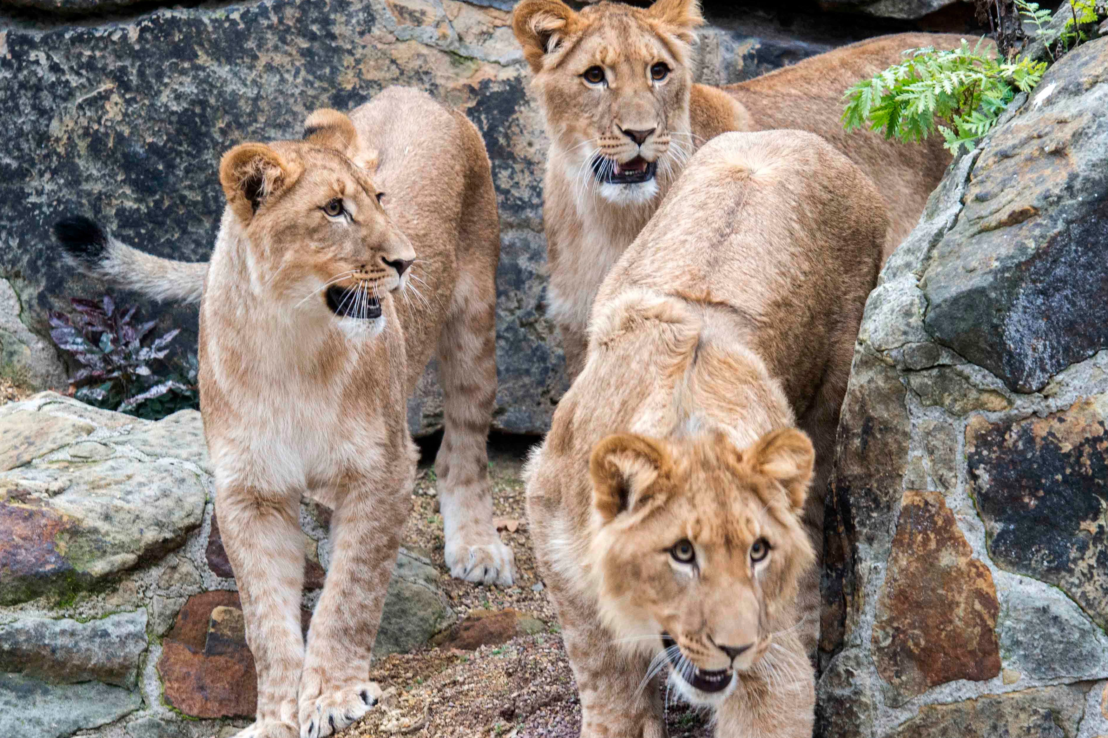 Die neuen Löwen-Stars&nbsp;Elsa, Hanna und Mateo auf der Außenanlage des Zoo-Raubtierhauses, das umgebaut wurde und im Sommer wiedereröffnet wird.&nbsp;