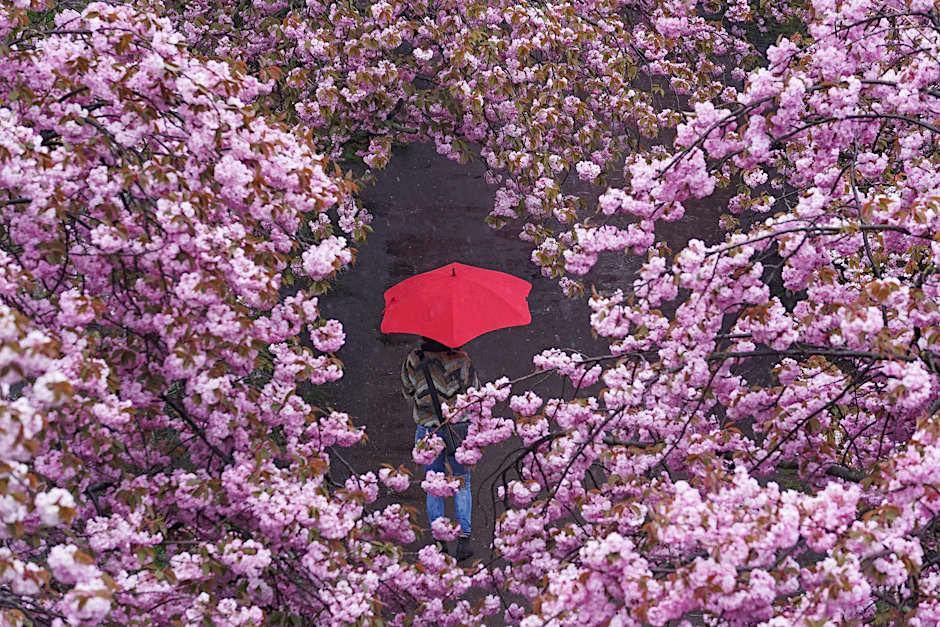 Die Kirschen blühen schon, der Sommer lässt aber auf sich warten. Stattdessen gibt es in ganz Deutschland Regen-Fluten.