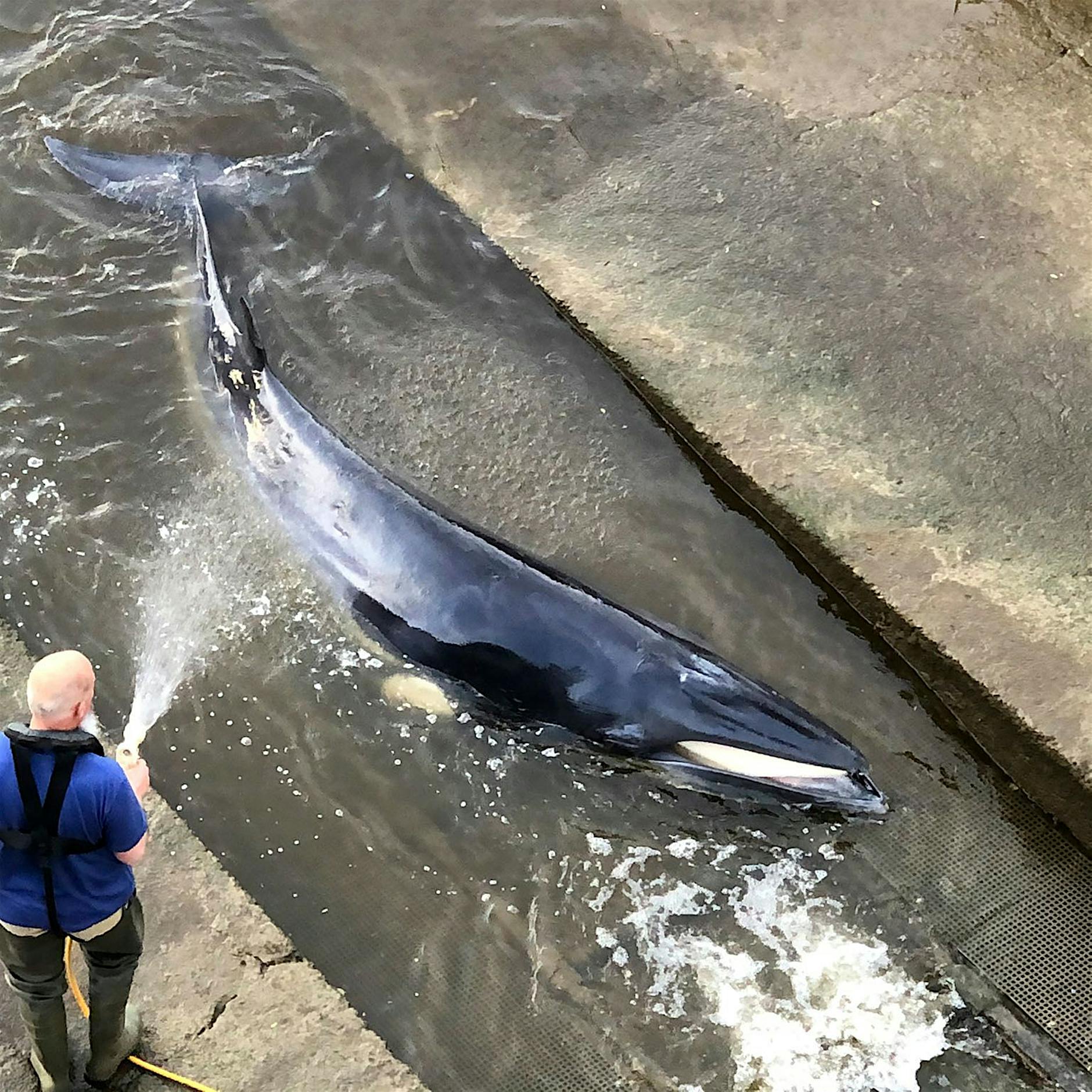 Verirrter Wal an der Themse in London eingeschläfert
