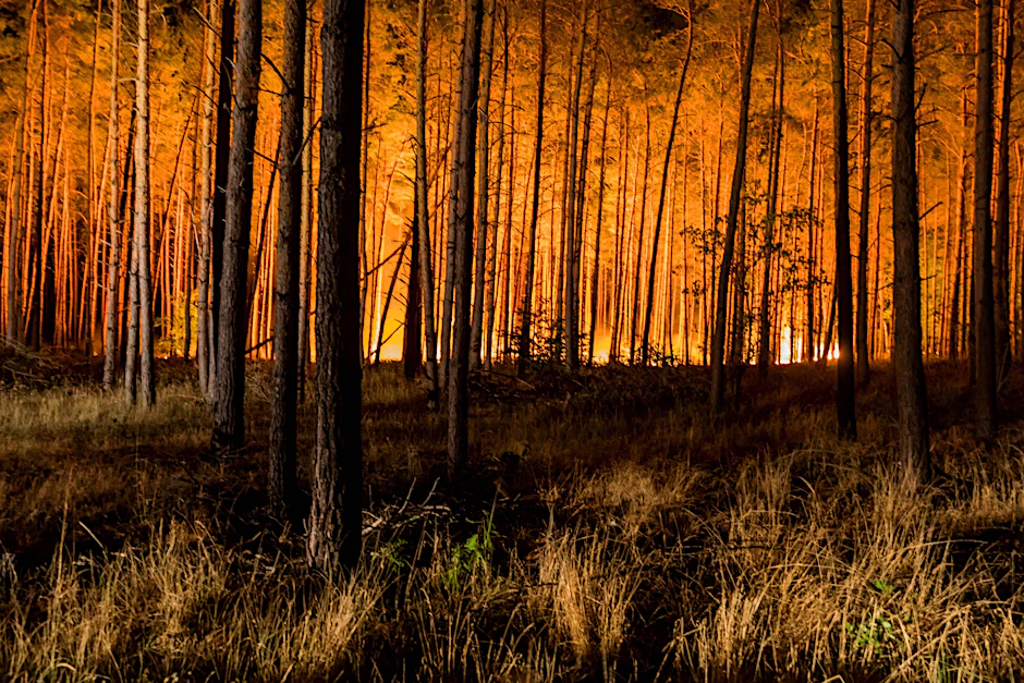 Großbrand in einem Wald in Brandenburg (Archivbild).