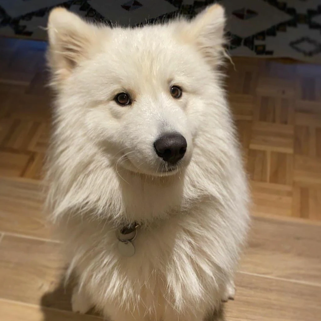 Mogli, der Familienhund von „Bauer sucht Frau“-Star Patrick Romer und seiner Antonia Hemmer wird Papa von mindestens drei Welpen.