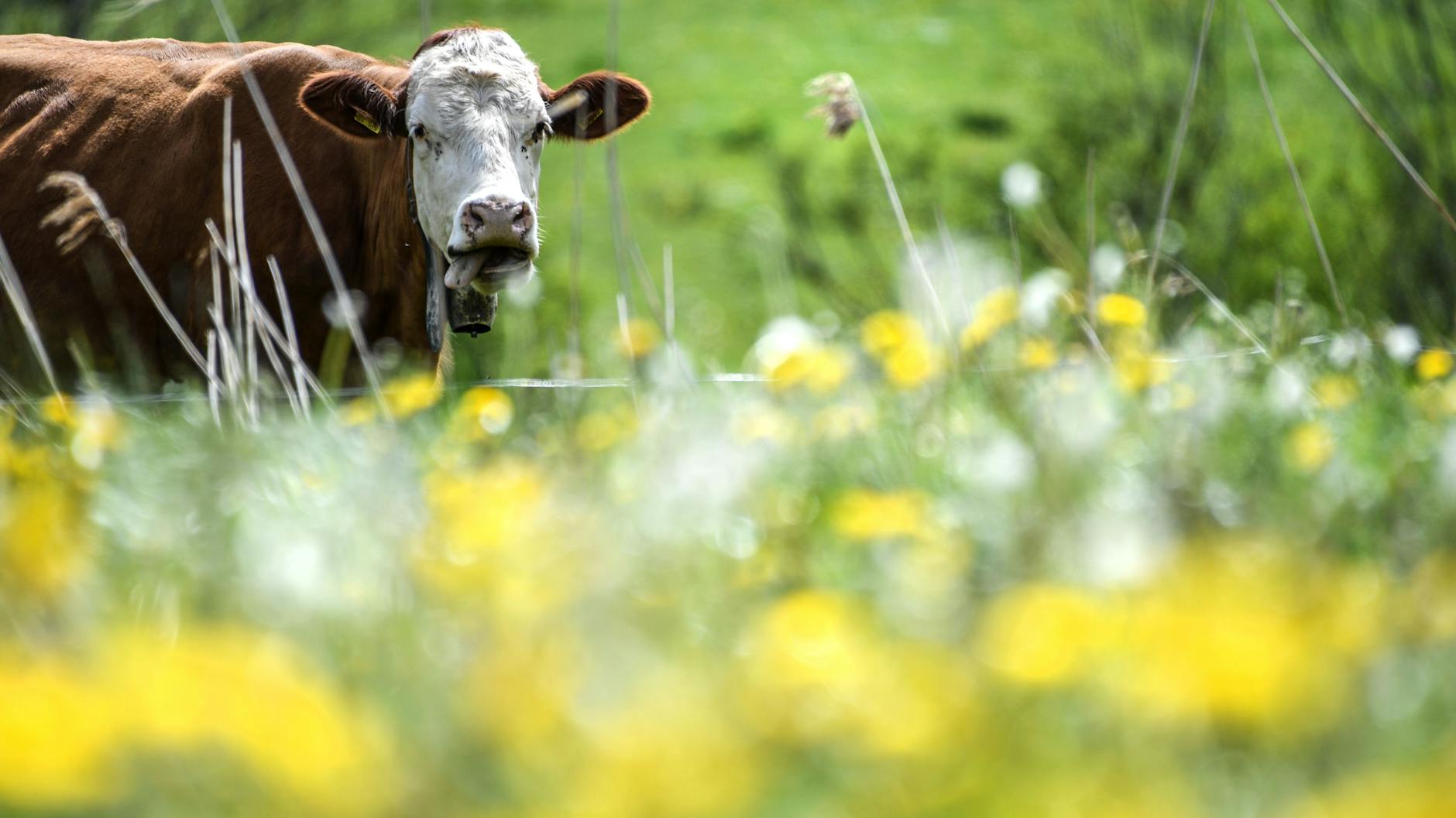 Kühe zu erschrecken kann lebensgefährlich sein – für Mensch und Tier, warnen Landwirte.