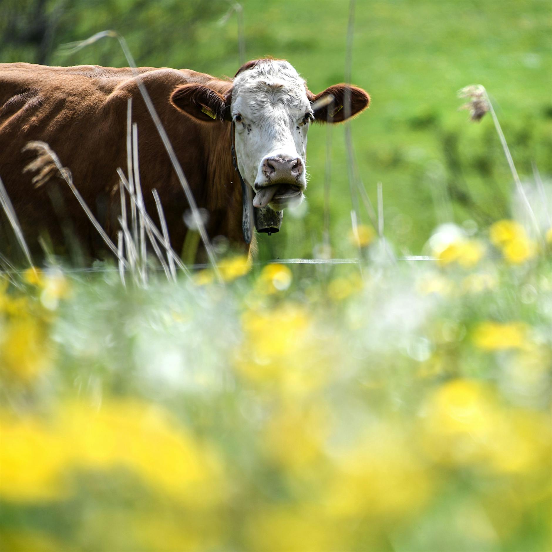 Kuh von Zug getötet – Polizei sieht TikTok-Challenge als Auslöser