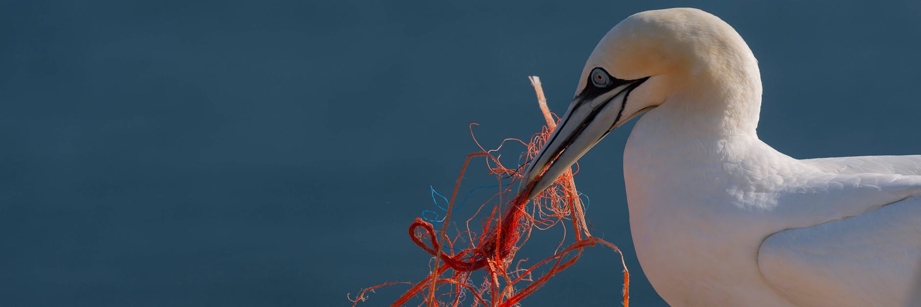 Ein Basstölpel mit Resten eines Fischernetzes im Schnabel. Daraus baut das Tier Nester.