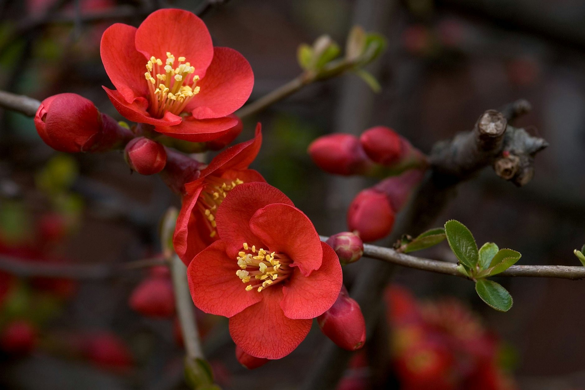Die Japanische Zierquitte wird viel zu oft mit anderen krachbunten Blumen kombiniert.