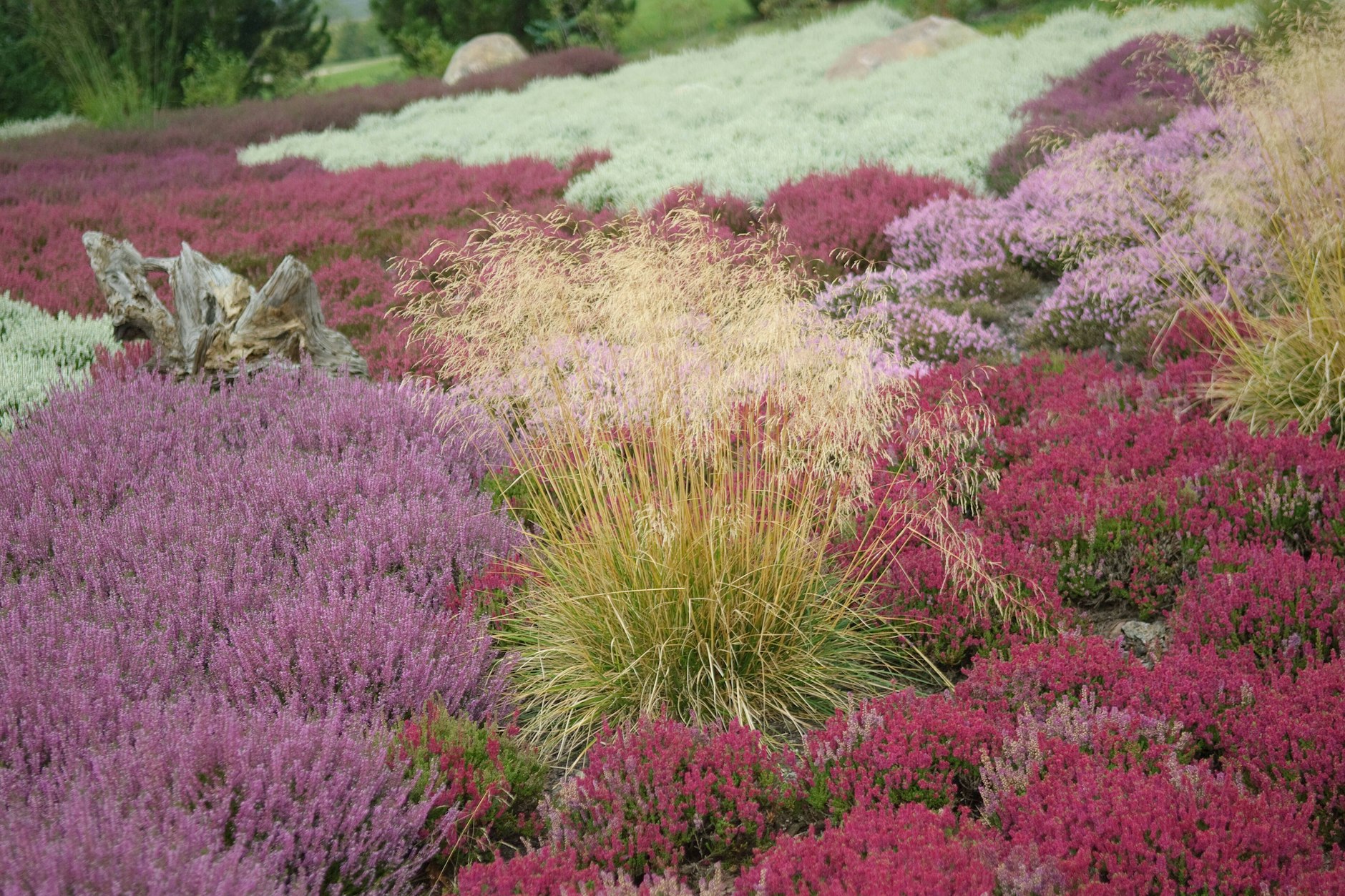 Der Schleier der Rasen-Schmiele (Mitte) legt sich sanft über Blumen in allzu knalligen Farben.