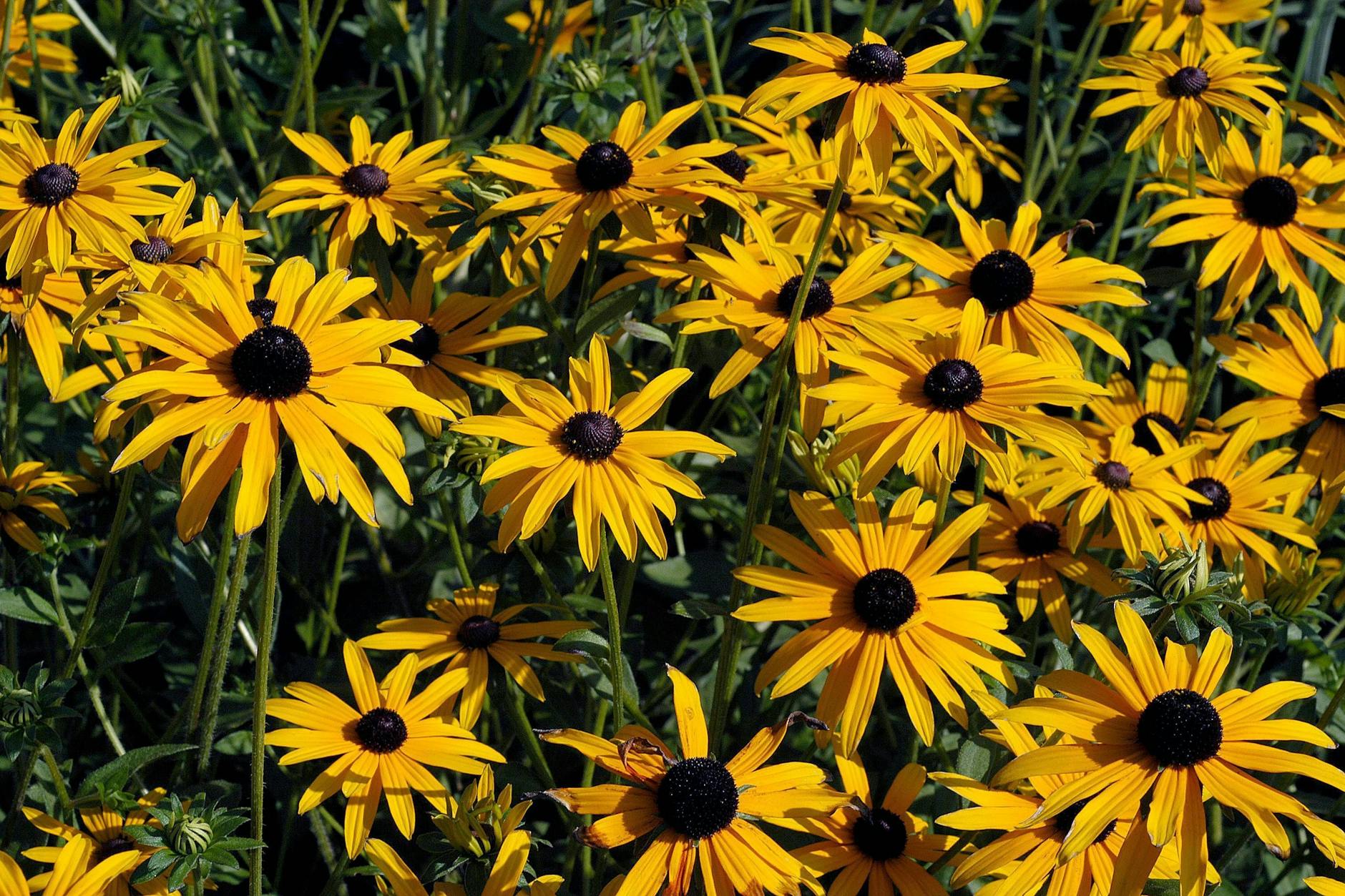 Der Sonnenhut verkauft sich bestens, so gruselig die Kombination aus Gelb und Schwarz auch ist.