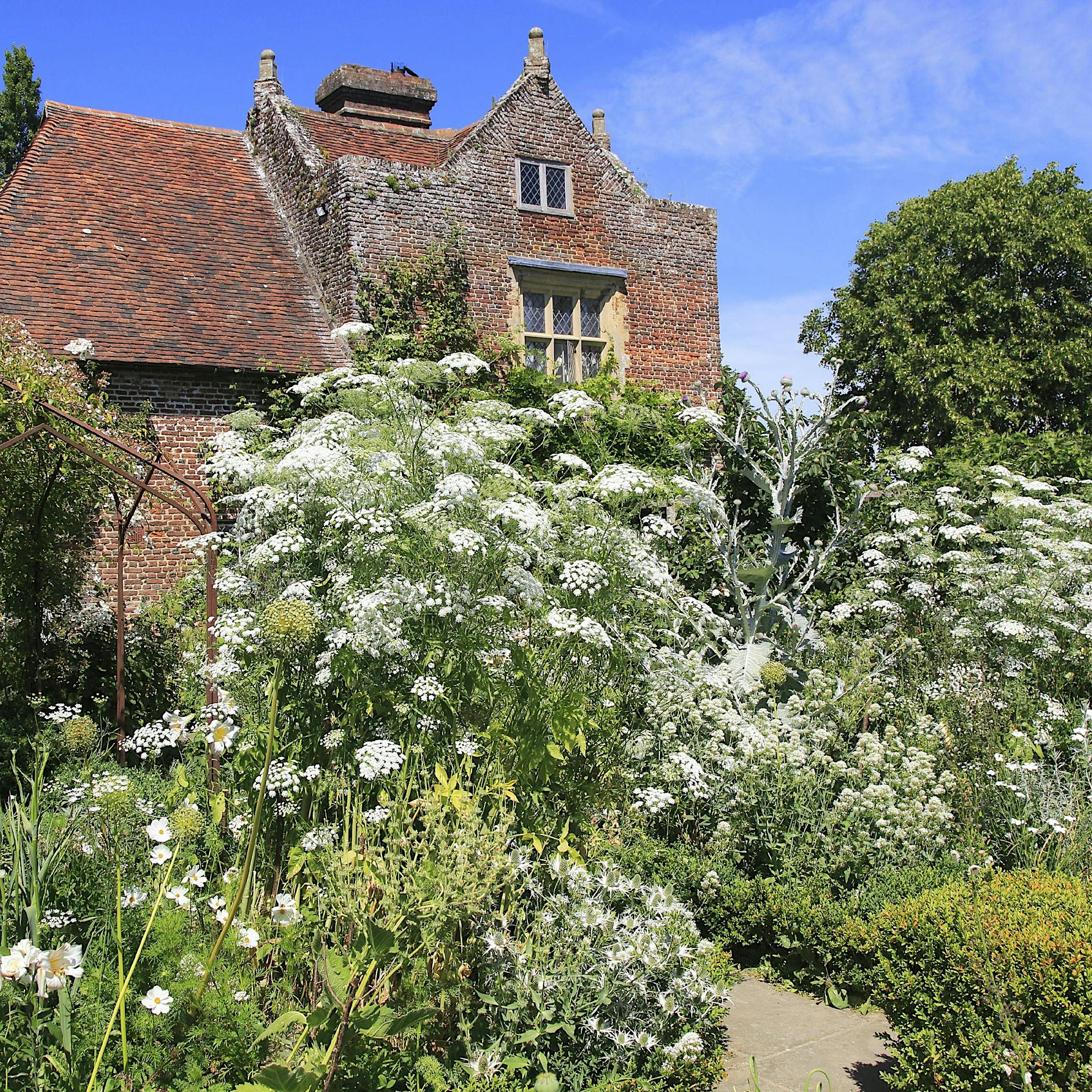 Stolz und Vorurteil: Warum auch ungeliebte Pflanzen einen Gartenplatz verdienen
