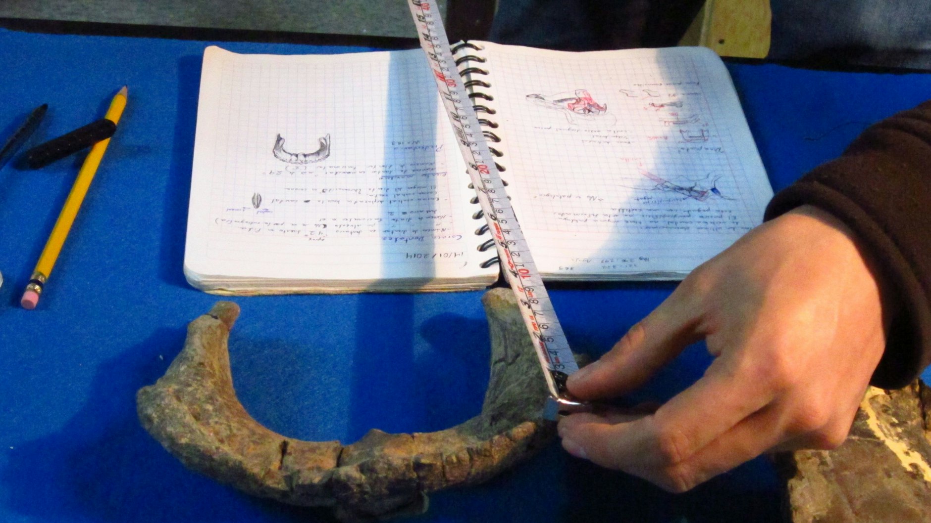 Akribische Arbeit: Ein Knochen des <em>Tlatolophus galorum</em> wird vermessen.&nbsp;