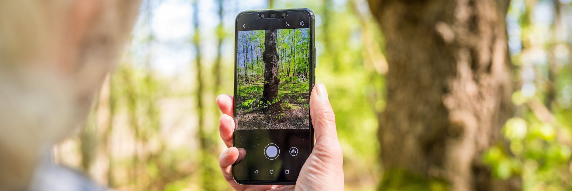 Rolf Jantz, der zu der Community der „Naturgucker“ gehört, fotografiert mit einer App auf seinem Smartphone einen Baumstamm im Landkreis Celle, um den Baum zu bestimmen. 