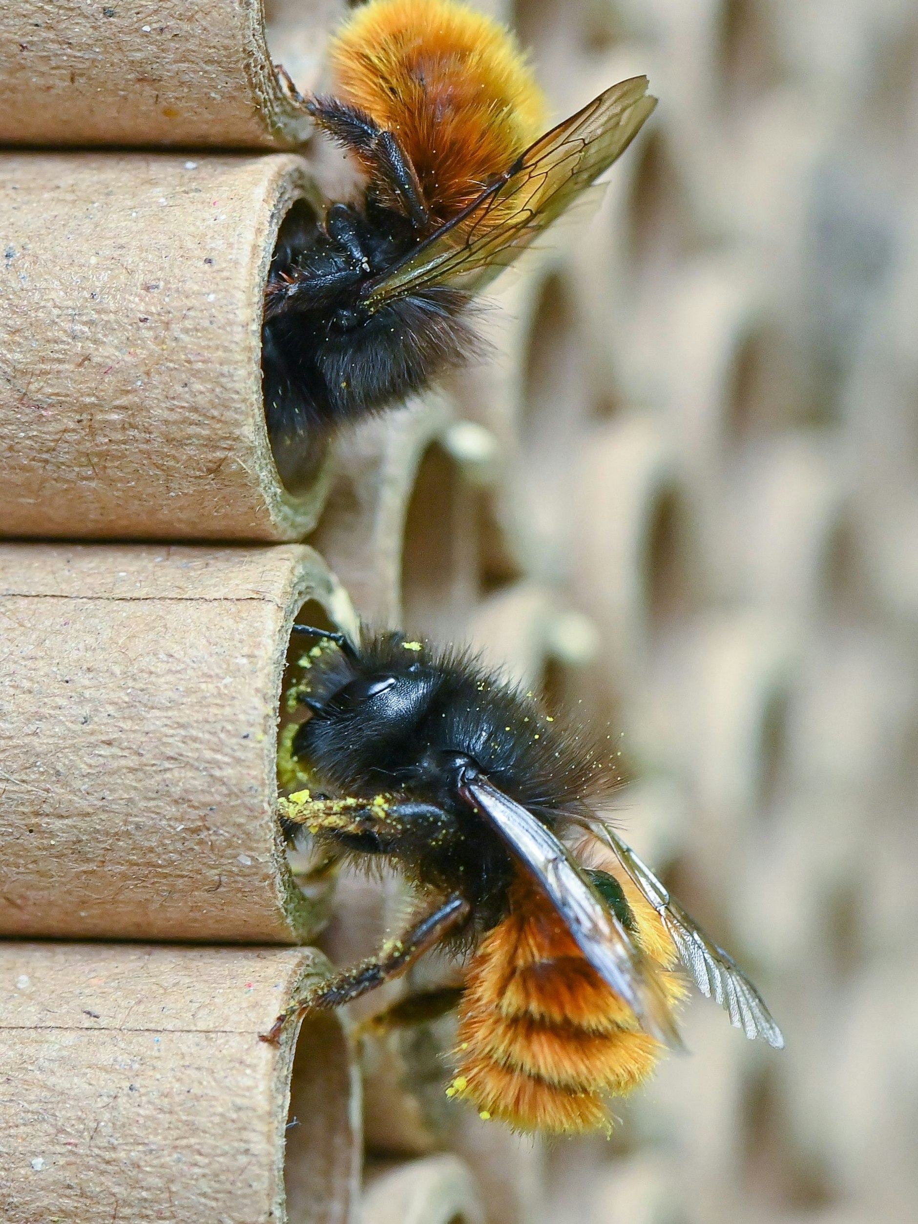 Zwei Gehörnte Mauerbiene sind auf speziellen Brutröhrchen zu sehen.&nbsp;