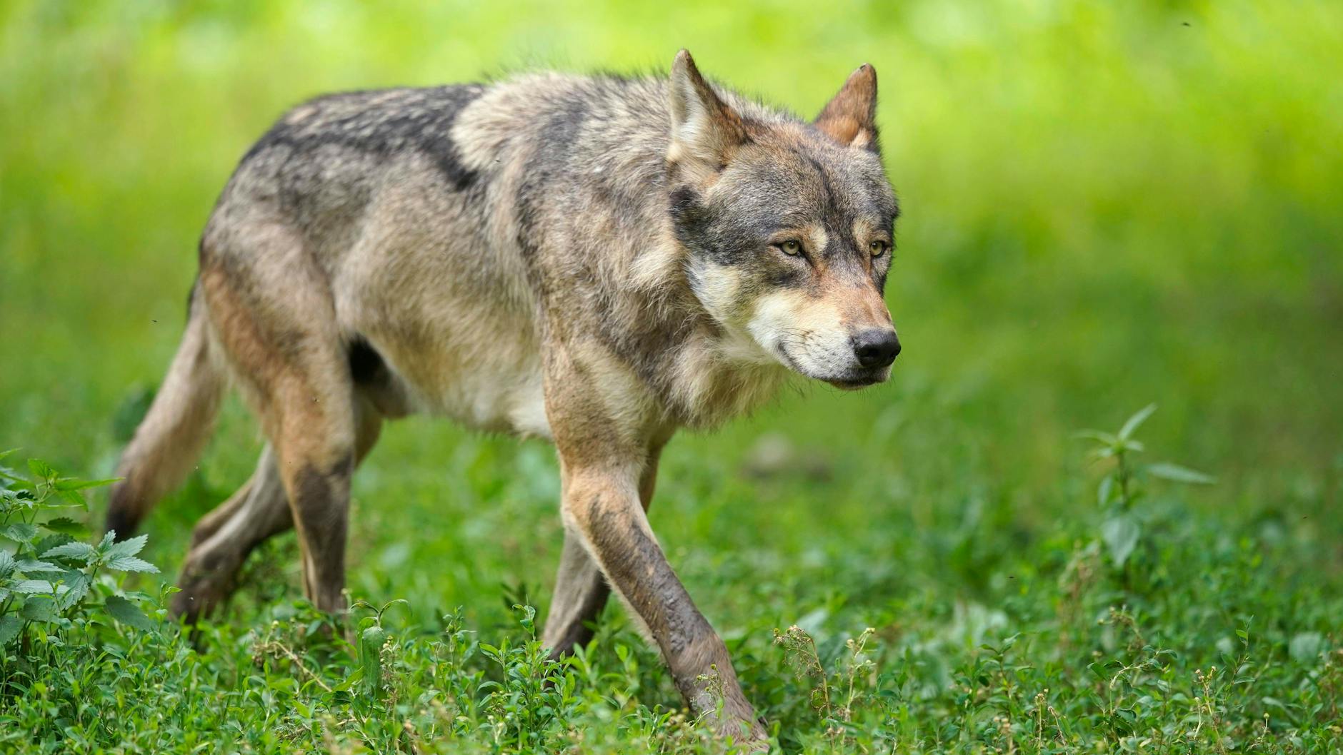 Der Wolf als Wiederholungstäter.