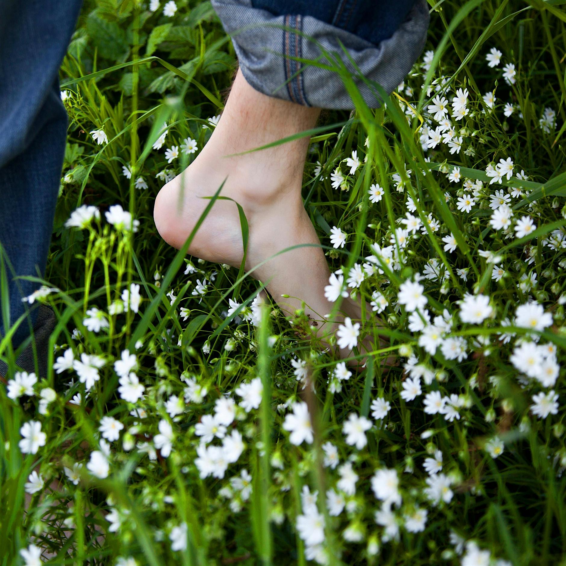 Klimawandel: Tropische Zeckenart erobert Deutschland