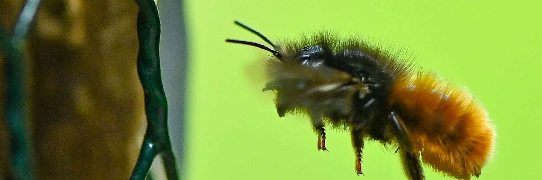 Ein sonniges Plätzchen, blühende, abwechslungsreiche Pflanzen in unmittelbarer Nachbarschaft - fertig ist das Paradies für Wildbienen. 