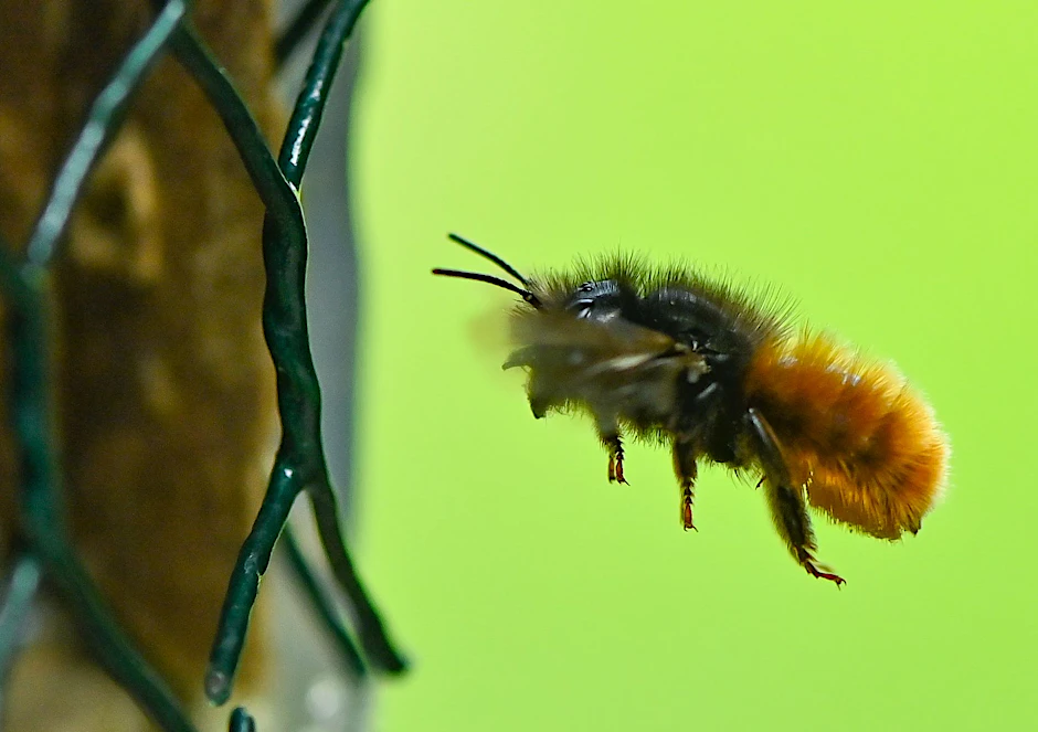 Ein sonniges Plätzchen, blühende, abwechslungsreiche Pflanzen in unmittelbarer Nachbarschaft - fertig ist das Paradies für Wildbienen.&nbsp;
