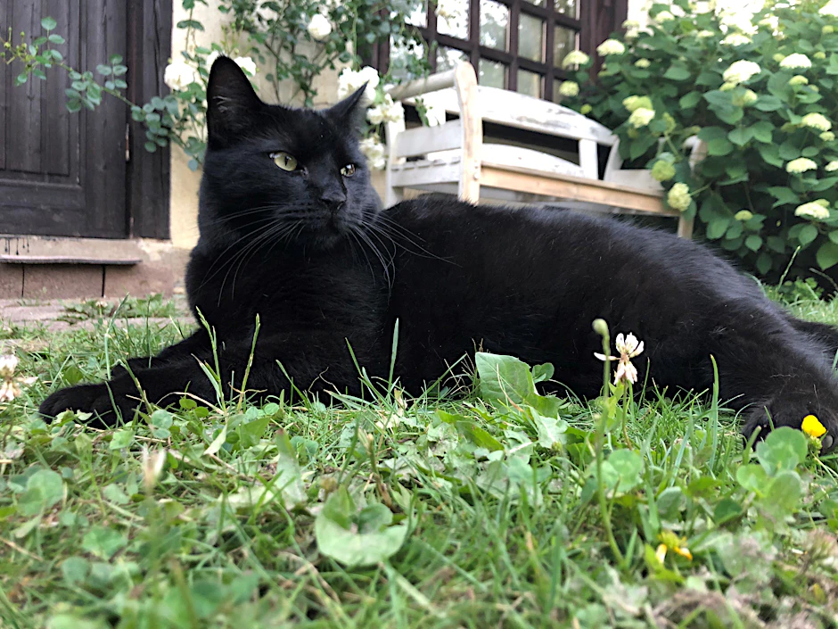 Freigänger wie dieser Kater müssen nach dem Willen des Berliner Senats künftig kastriert und gechipt werden.&nbsp;