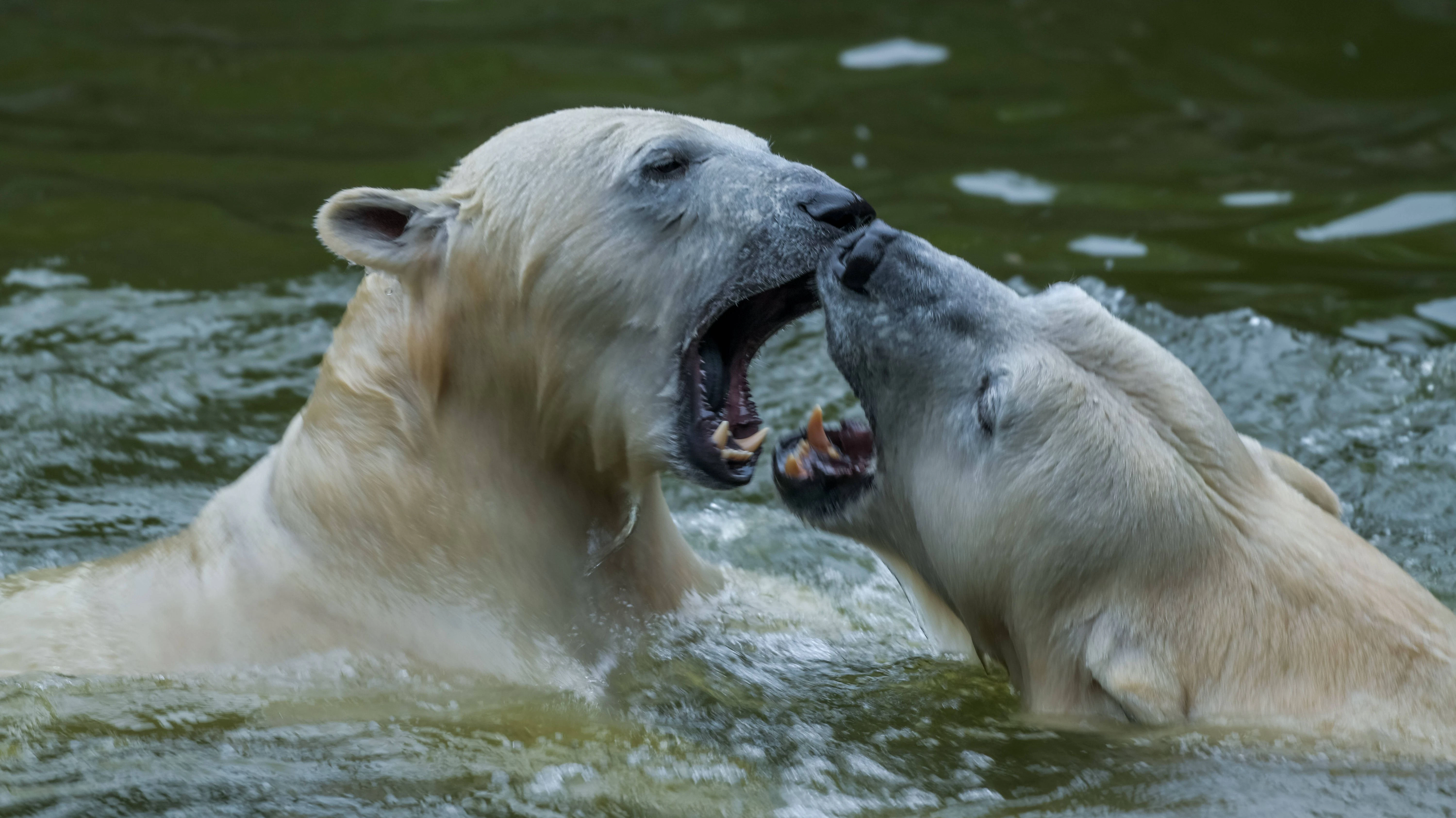 Eisbärin Tonja (li.) und ihre Tochter Hertha in der Tierpark-Eisbärenanlage. Vater Wolodja ist derzeit in einem Zoo in den Niederlanden, wo er für Nachwuchs sorgen soll.
