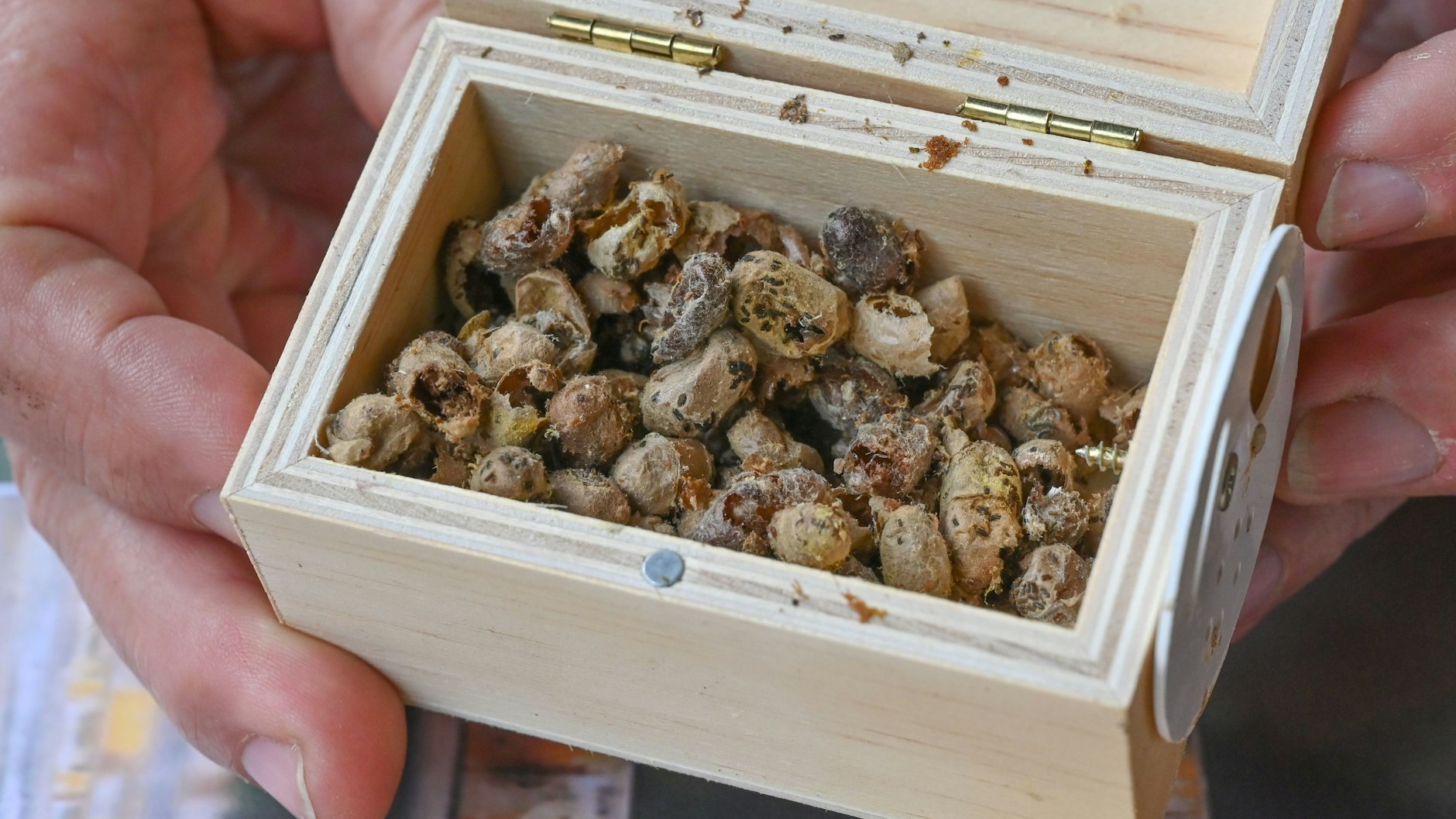 Eberhard Theis, Hobby-Imker, zeigt eine kleine Kiste mit den leeren Brutwaben der Gehörnten Mauerbienen.